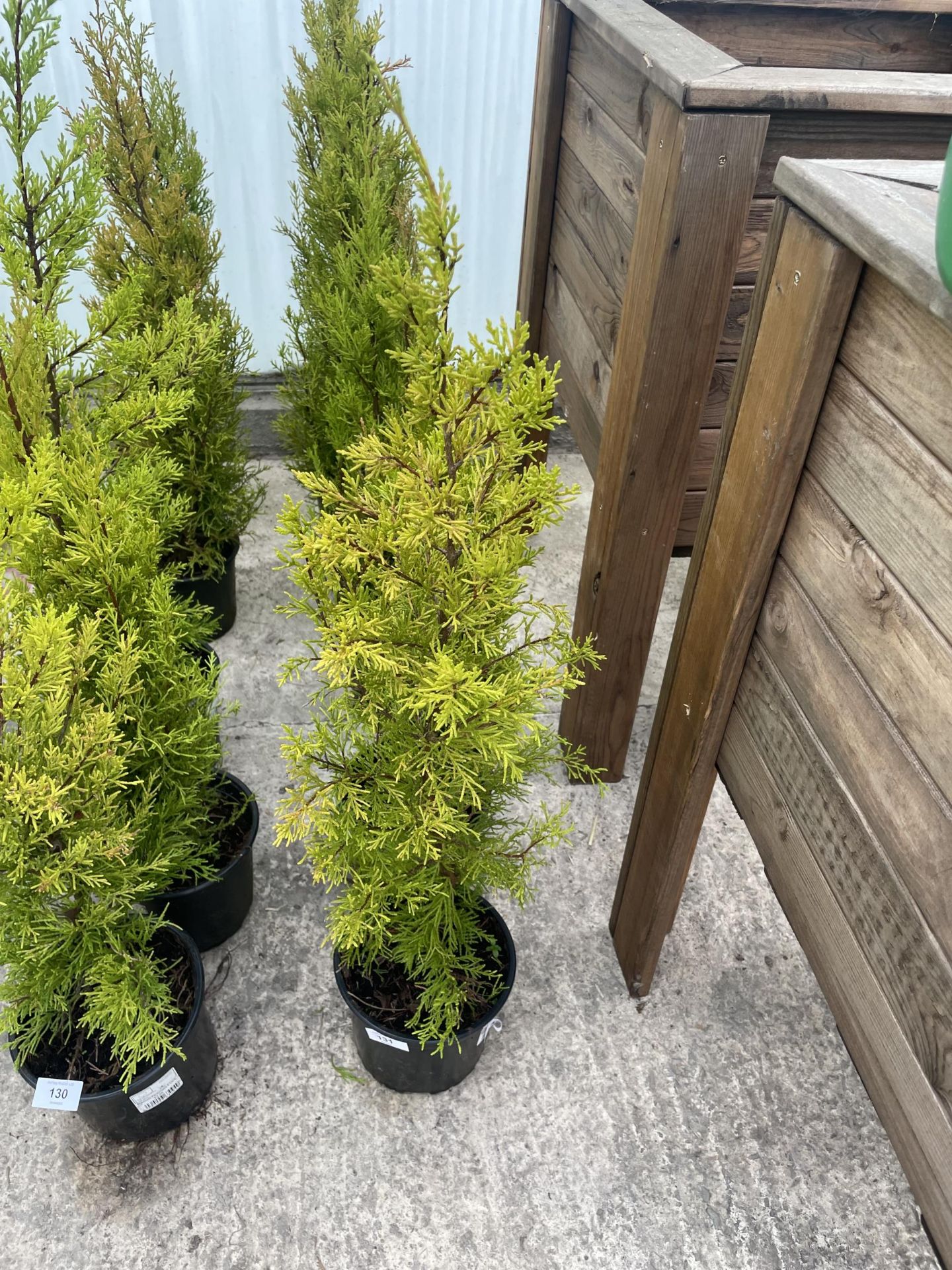 FIVE POTTED WILMA CONIFERS + VAT