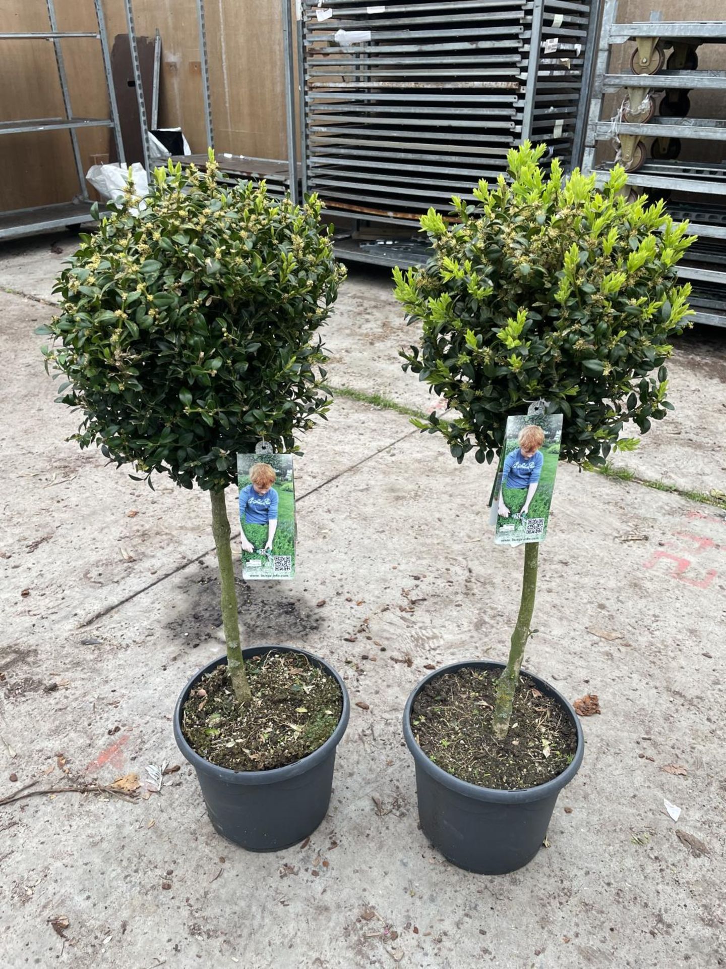 TWO STANDARD BOX (BUXUS SEMPERVIRENS) + VAT