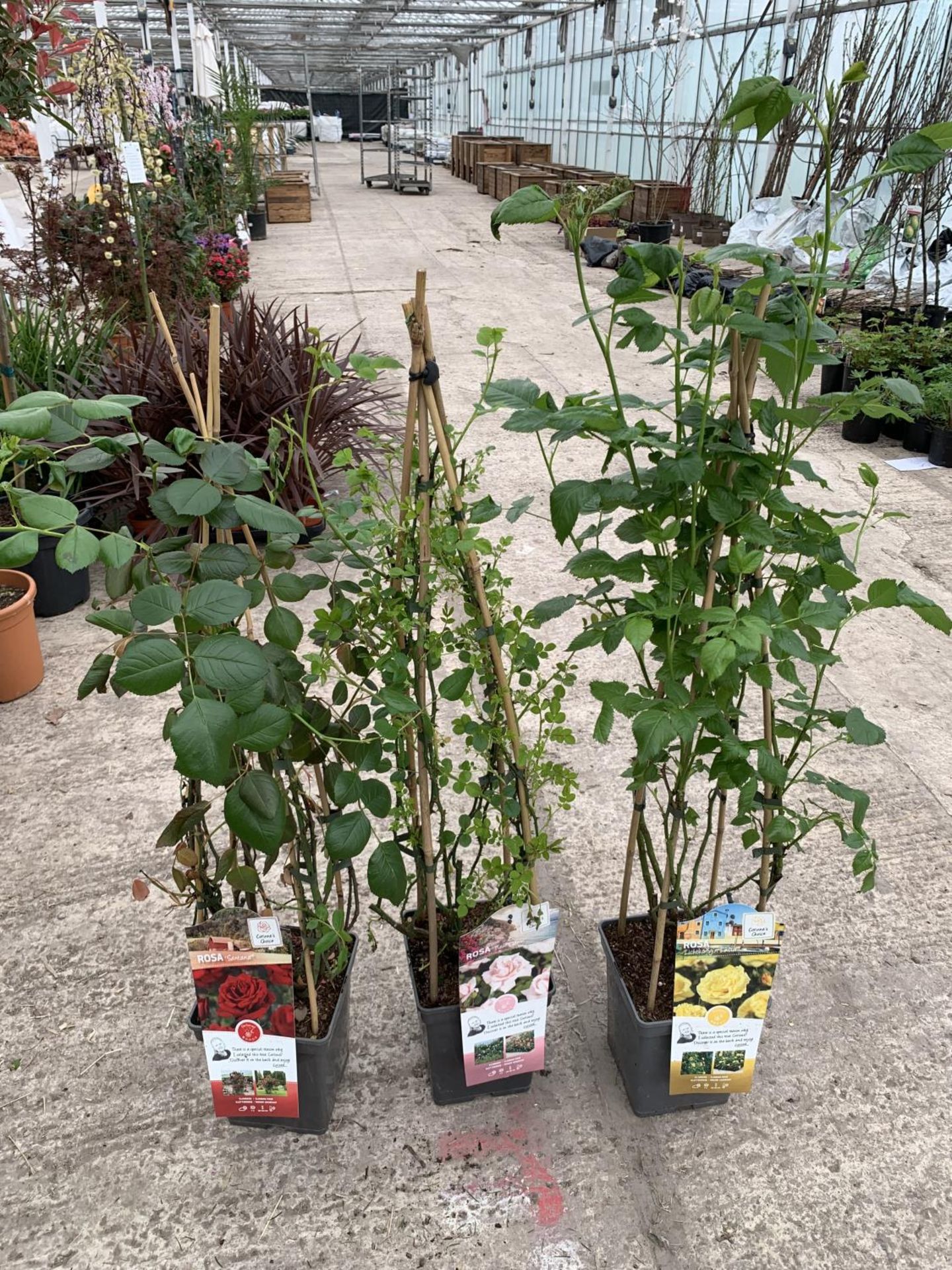 THREE POTTED CLIMBING ROSE BUSHES TO INCLUDE SANTANA, NEW DAWN AND LICHTKONIGIN LUCIA + VAT