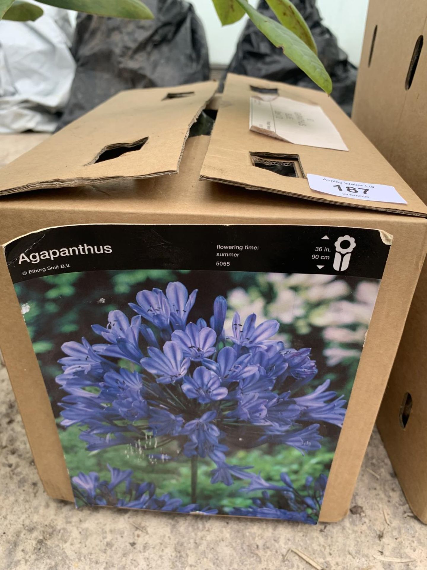 FIFTY AGAPANTHUS BLUE BULBS + VAT