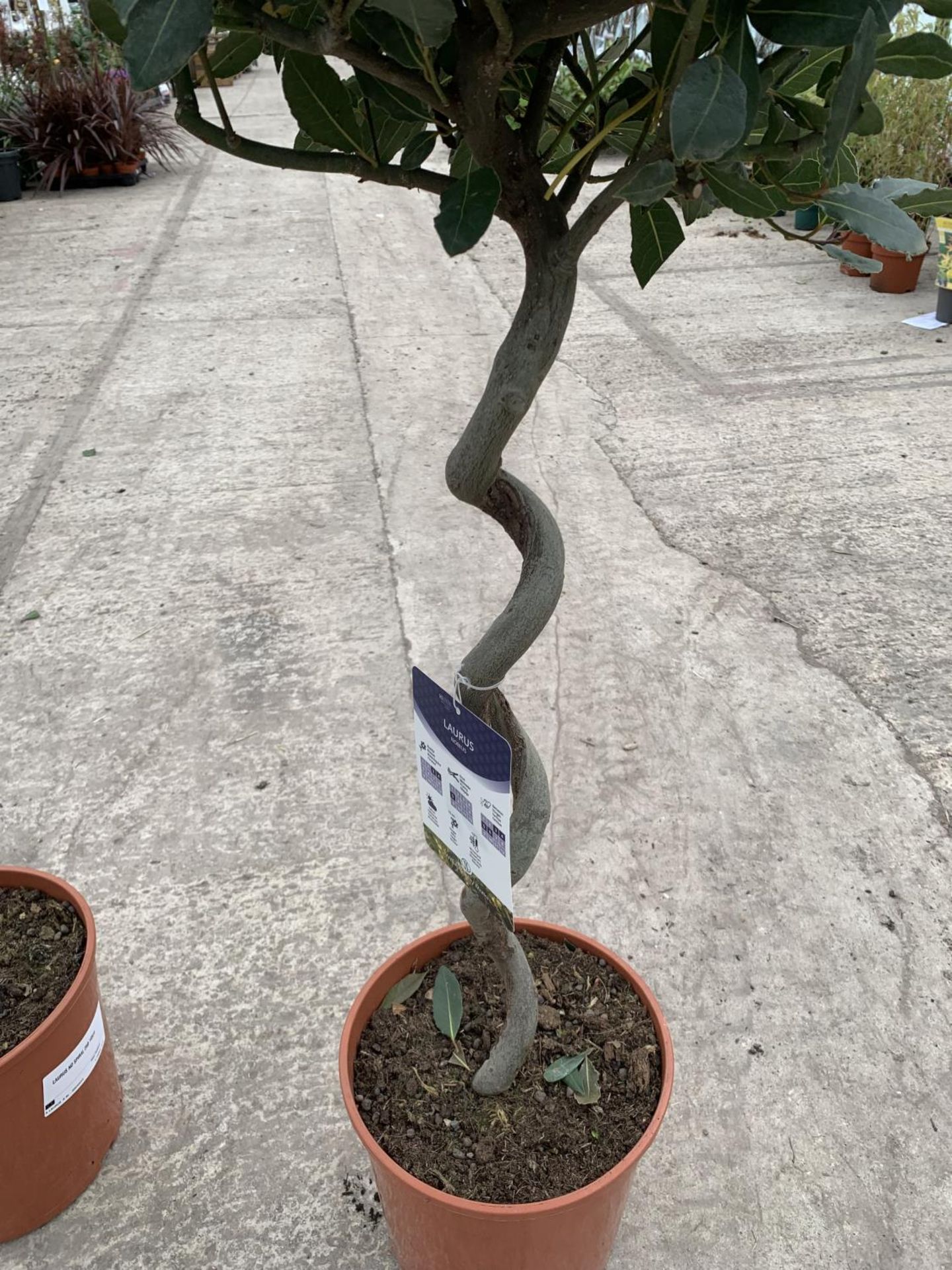 A PAIR OF TWISTED STANDARD BAY (LAURUS NOBILIS) TREES WITH TWISTED STEMS HEIGHT APPROXIMATELY - Image 3 of 4