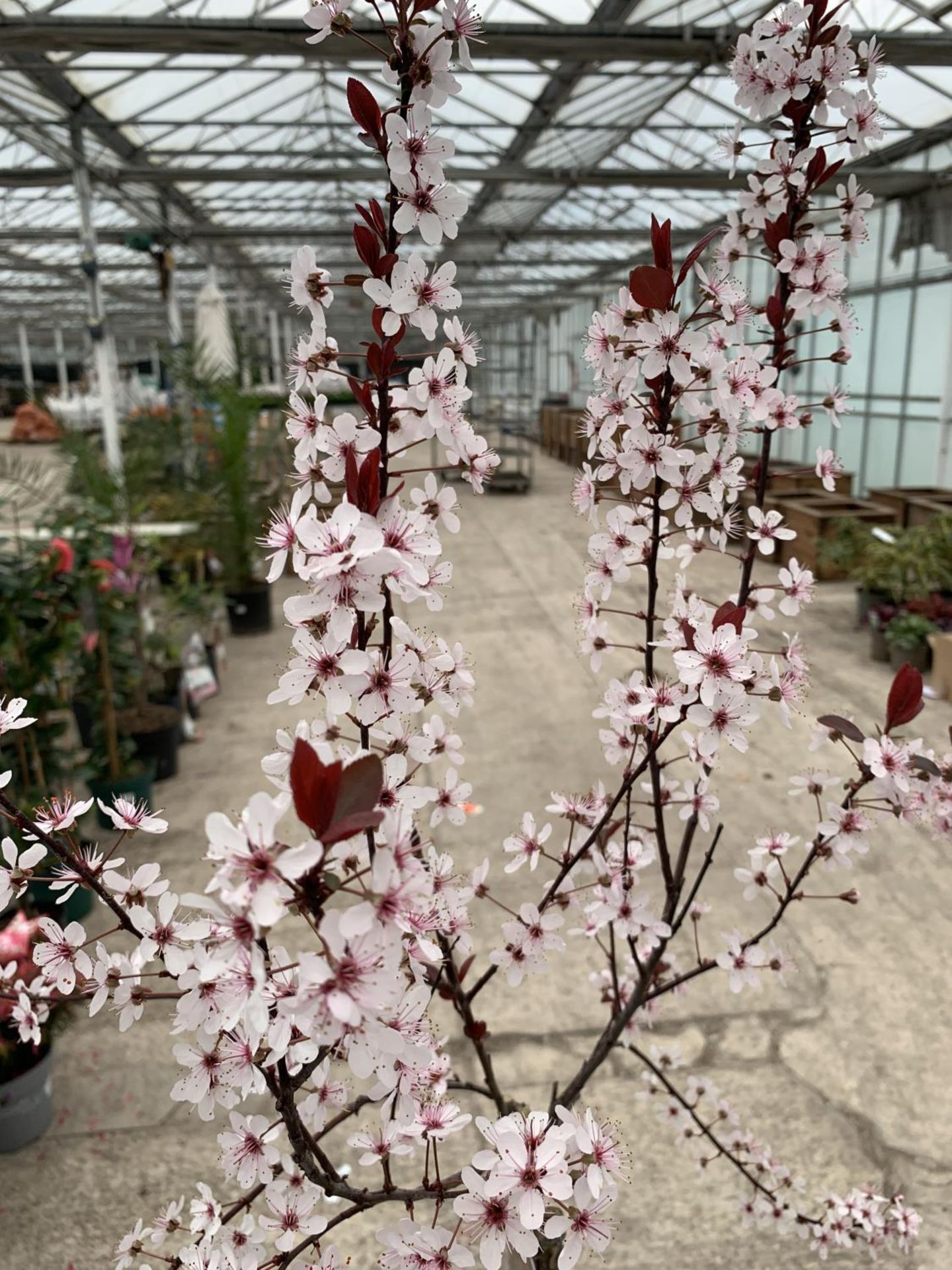 TWO FLOWERING PURPLE LEAF SAND CHERRY - PRUNUS XCISTENA, C-5 POT + VAT - Image 2 of 5