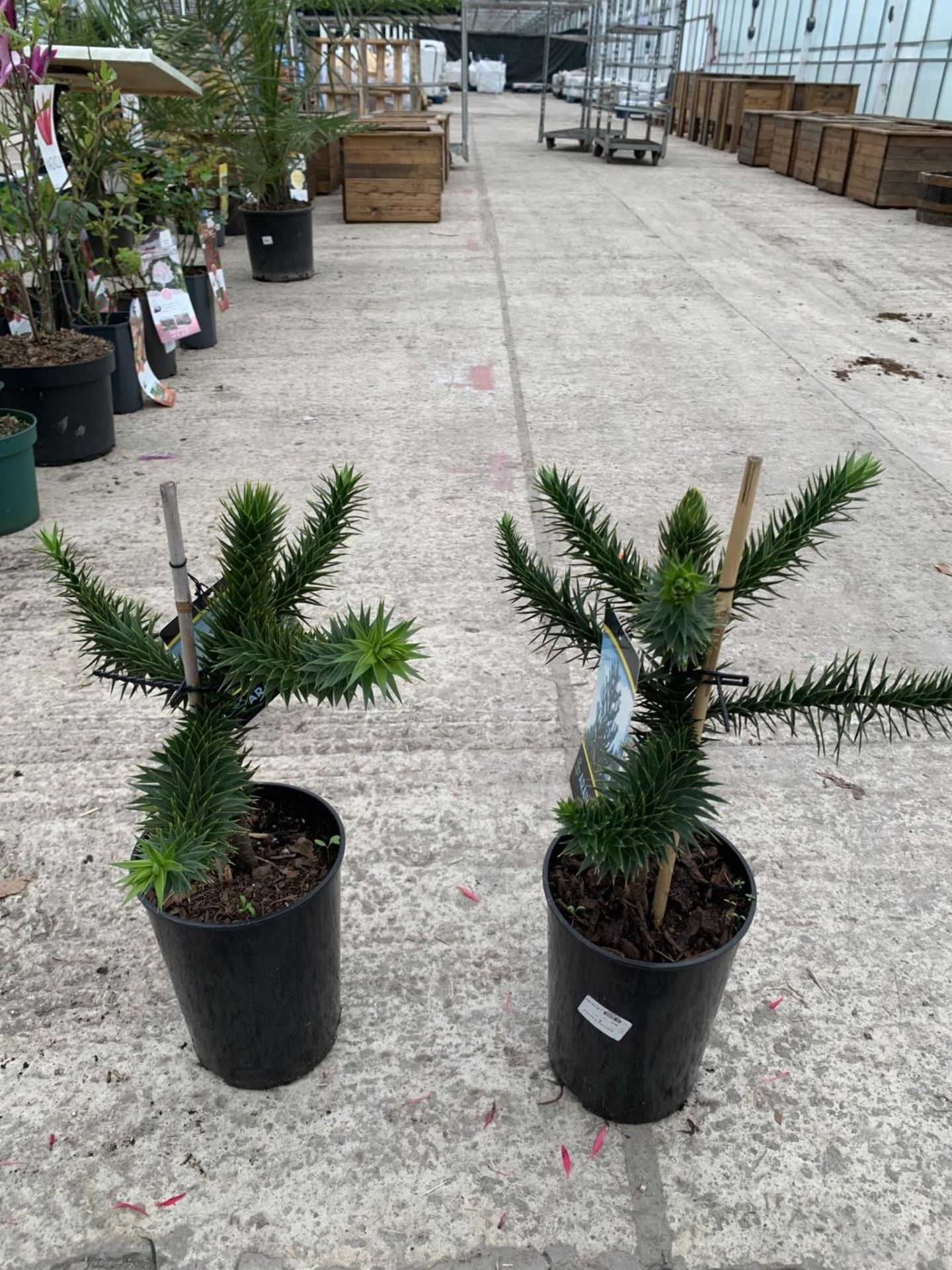 TWO MONKEY PUZZLE (ARAUCARIA ARAUCANA) TREES 3 LTR POTS - Image 2 of 4