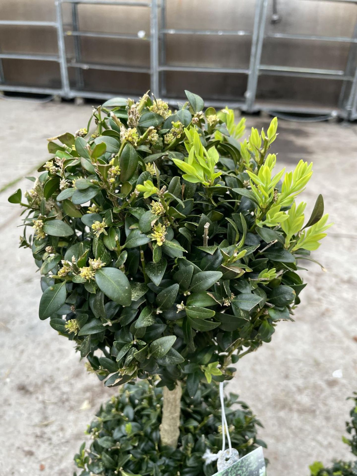 TWO TRIPLE BALL STANDARD BOX (BUXUS SEMPERVIRENS) + VAT - Image 3 of 5