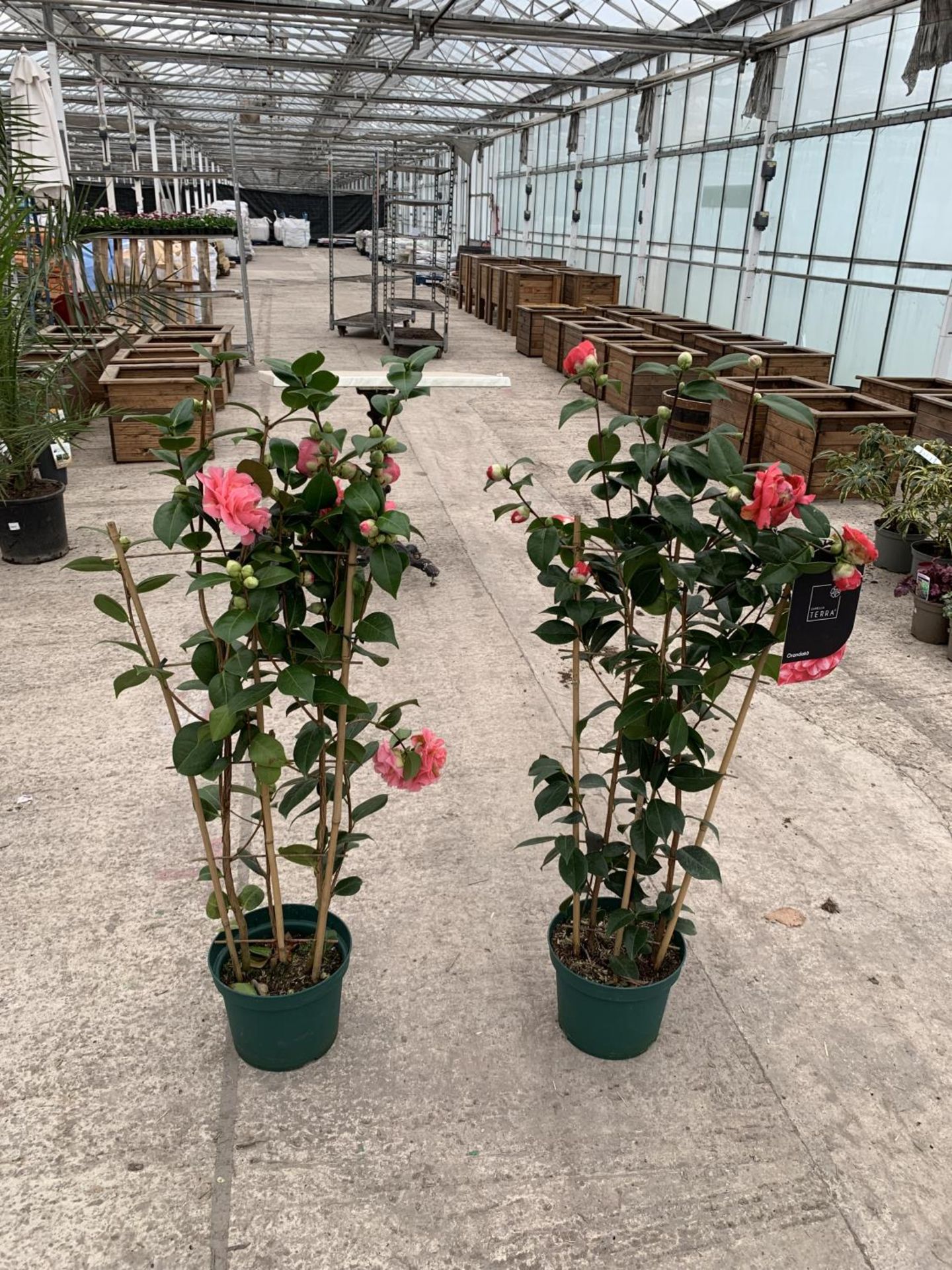 TWO FRAME TRAINED CAMELLIA "ORANDAKO" AND "SCENTSATION", 5 LTR POT + VAT