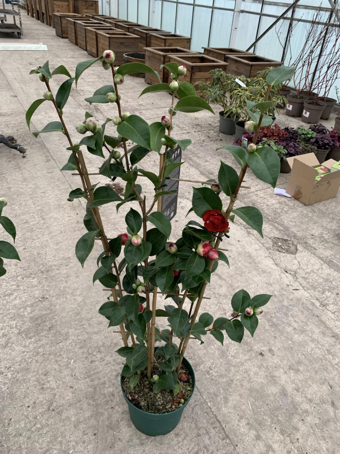 TWO FRAME TRAINED CAMELLIA "ROGER HALL" 5 LTR POTS + VAT - Image 2 of 5