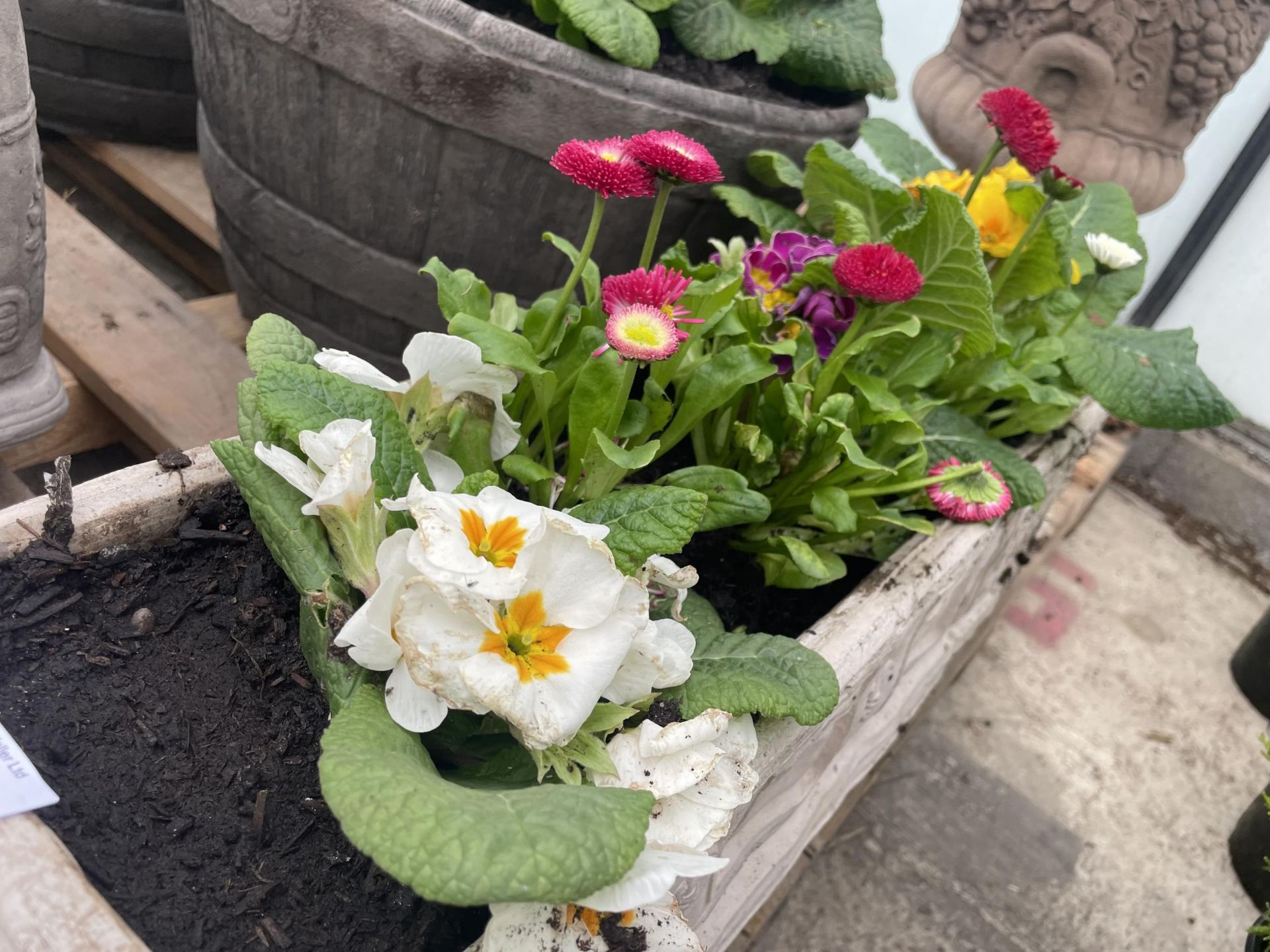 A CONCRETE MODEL OF A CANAL BARGE PLANTED WITH PRIMULAS AND BELLIS DAISYS - NO VAT - Image 2 of 4