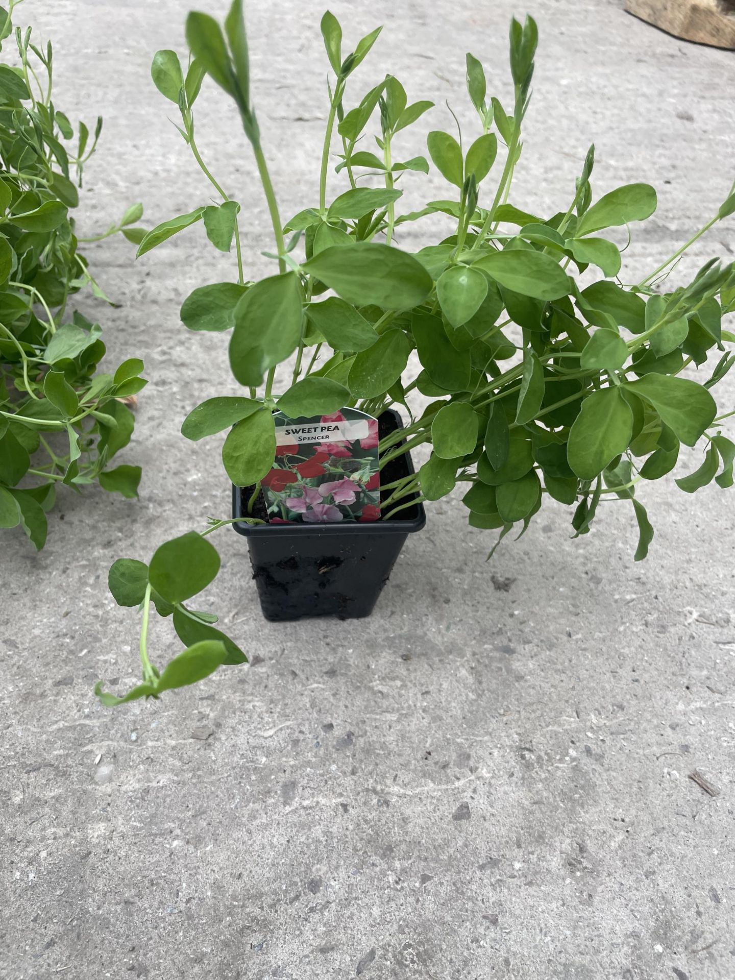 FIFTEEN POTS OF SWEET PEA PLANTS (APPROXIMATELY TEN PER POT) + VAT - Image 2 of 4