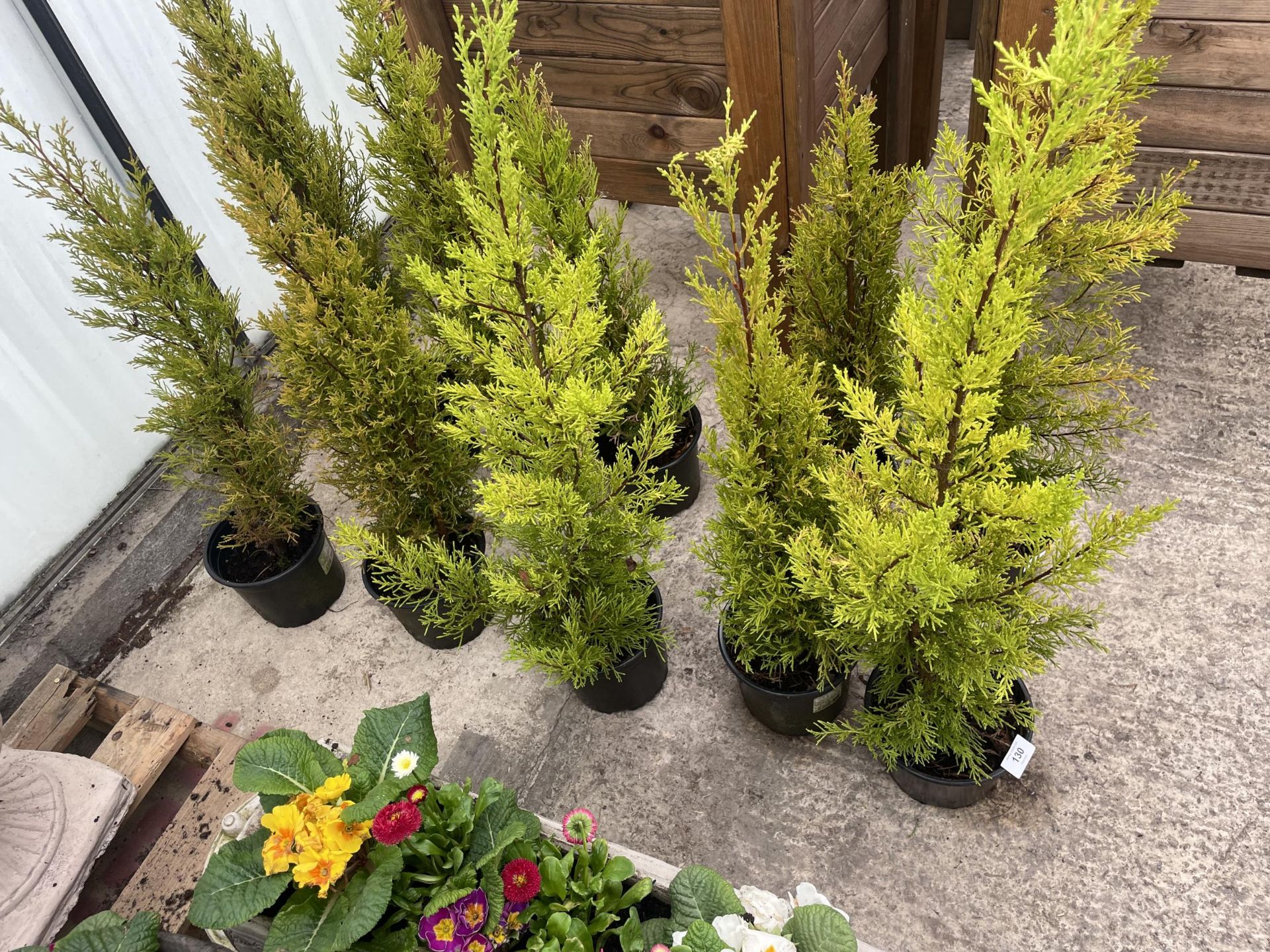 FIVE POTTED WILMA CONIFERS + VAT