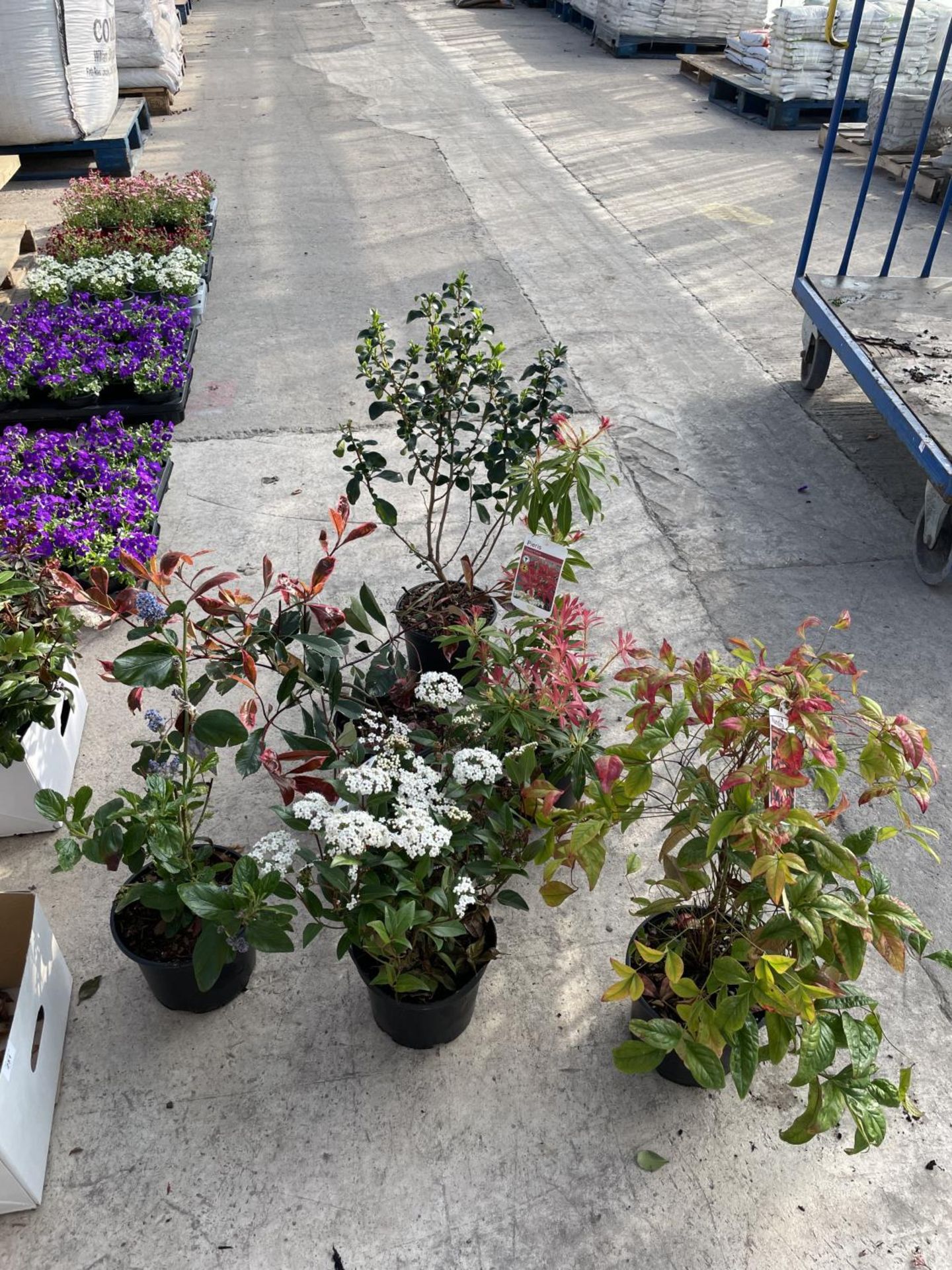 SIX VARIOUS SHRUBS TO INCLUDE PIERIS, PHOTINIA, VIBERNUM ETC + VAT