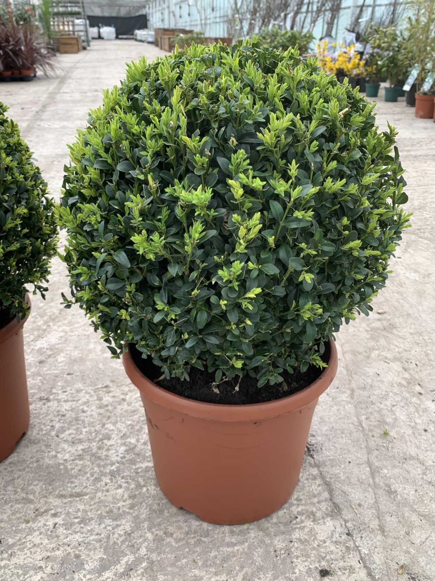 A PAIR OF LARGE BOX (BUXUS SEMPERVIRENS) BALLS + VAT - Image 2 of 3