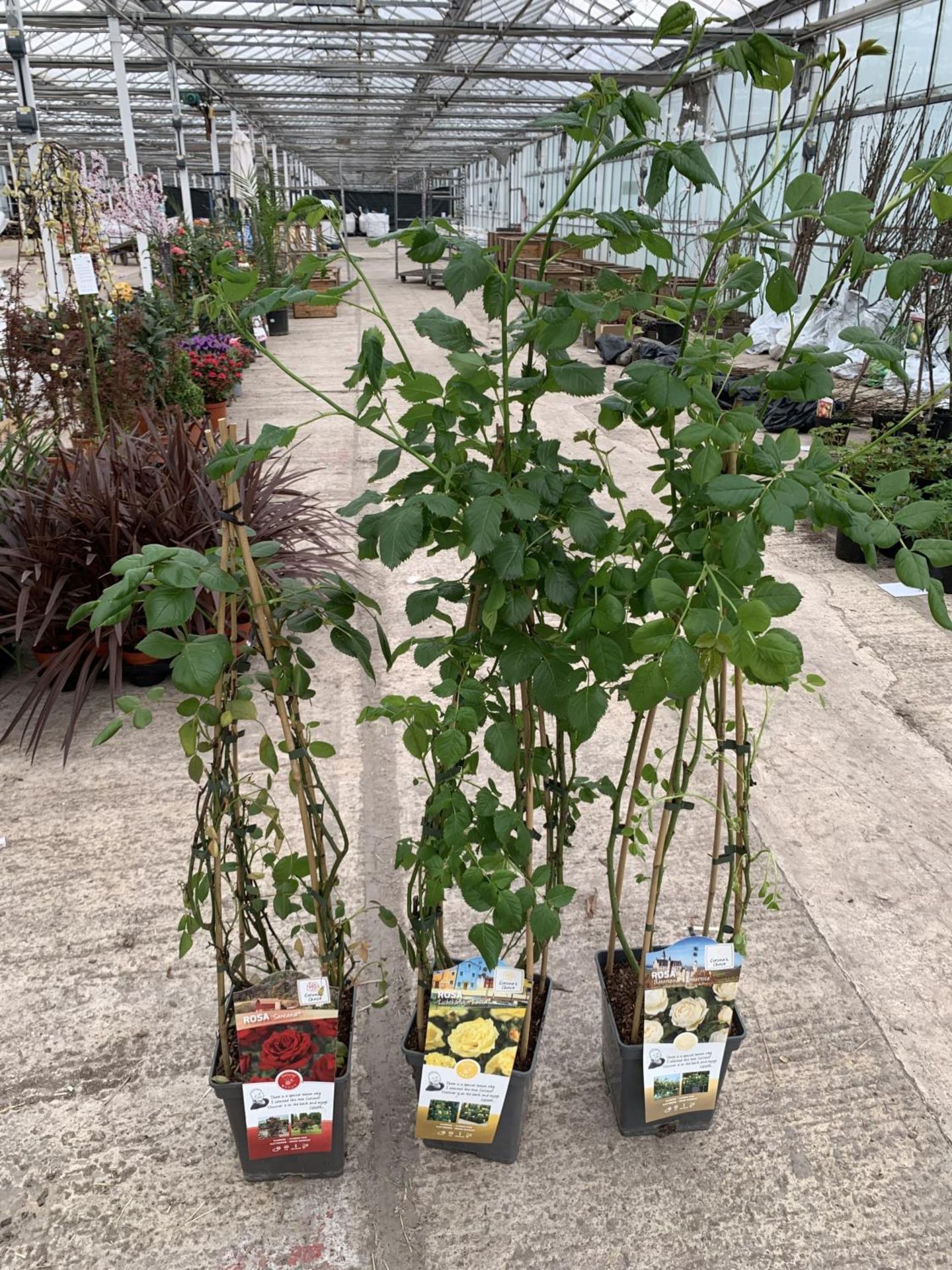 THREE POTTED CLIMBING ROSE BUSHES TO INCLUDE SANTANA, LICHTKONIGIN LUCIA AND UETERSENER