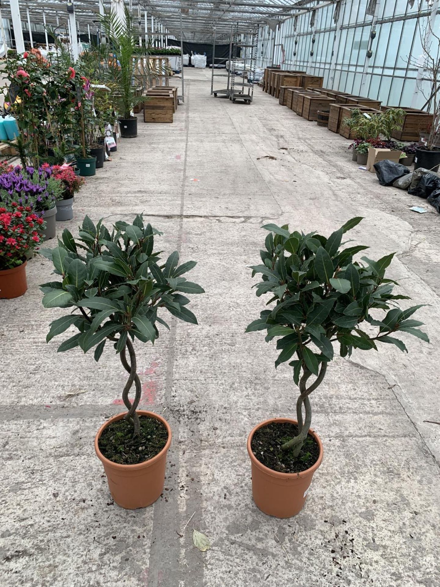 TWO STANDARD BAY (LAURUS) WITH DOUBLE SPIRAL STEMS + VAT