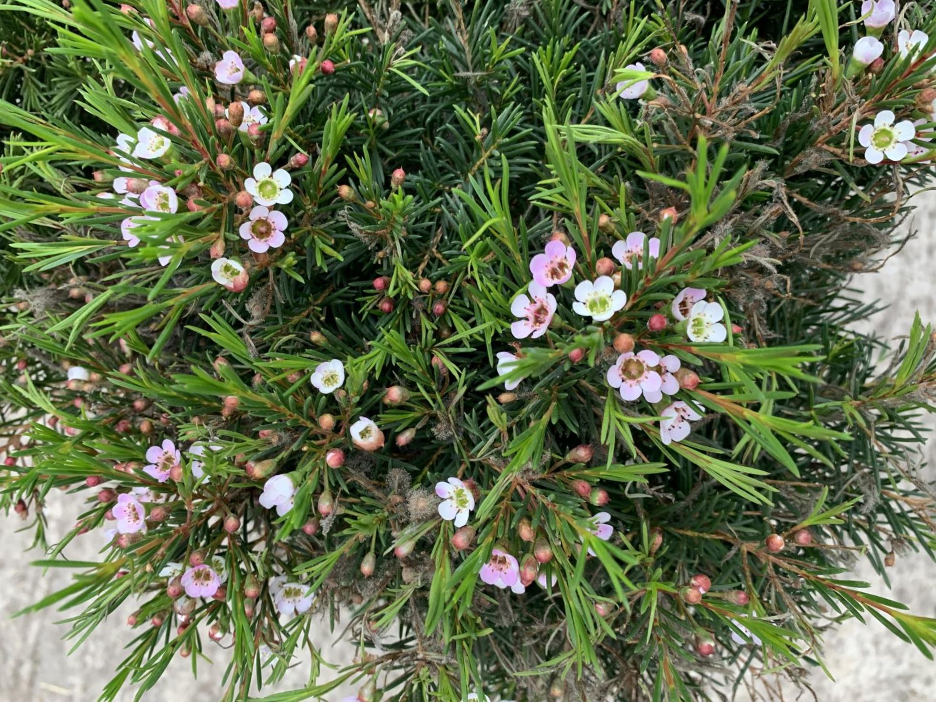 SIX STANDARD CHAMELAUCIUM WAXFLOWER SNOWFLAKE + VAT - Image 5 of 5