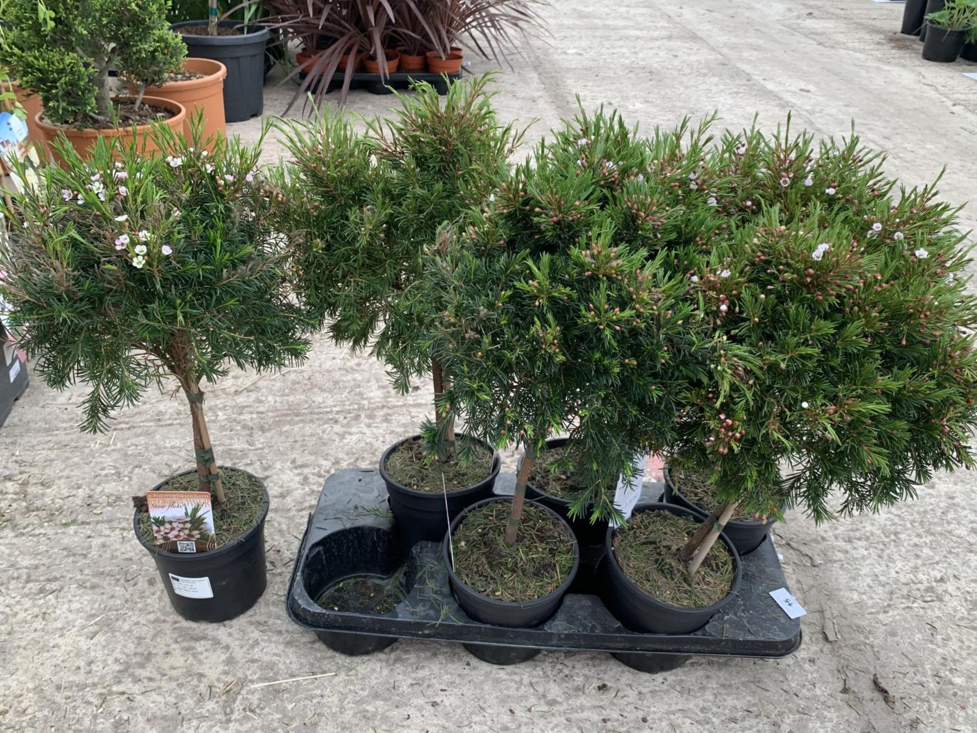 SIX STANDARD CHAMELAUCIUM WAXFLOWER SNOWFLAKE + VAT