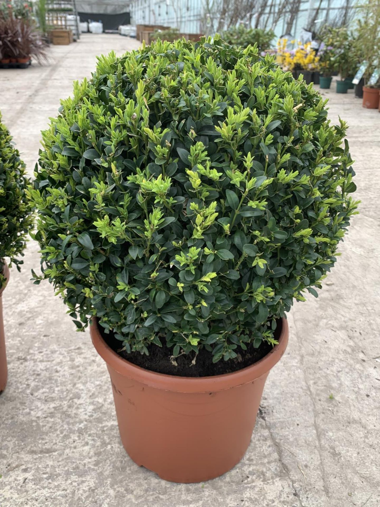 A PAIR OF LARGE BOX (BUXUS SEMPERVIRENS) BALLS +VAT - Image 2 of 3