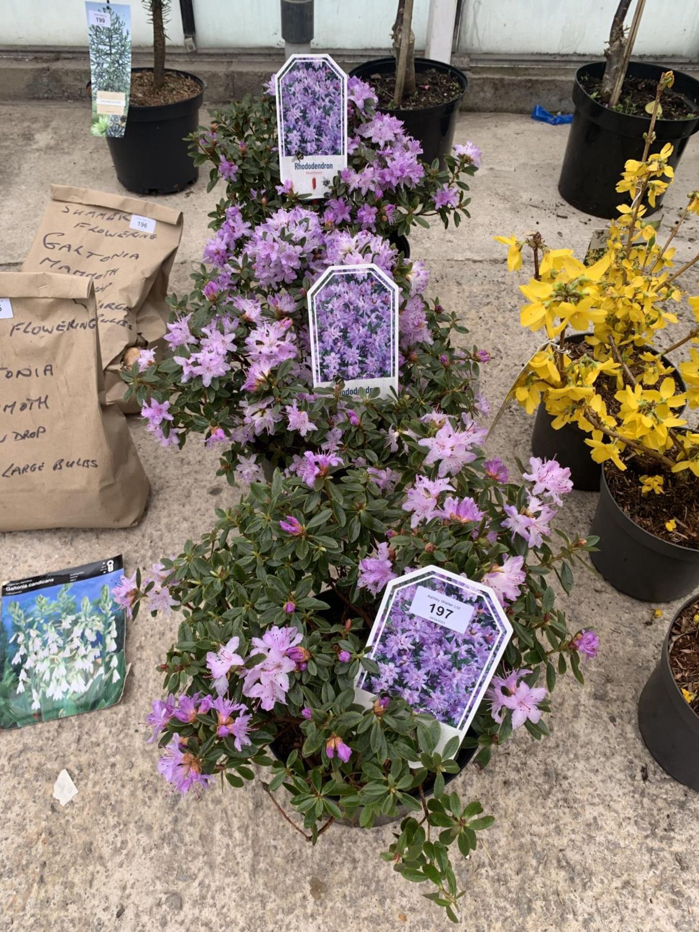 THREE PURPLE RHODODENDRONS + VAT