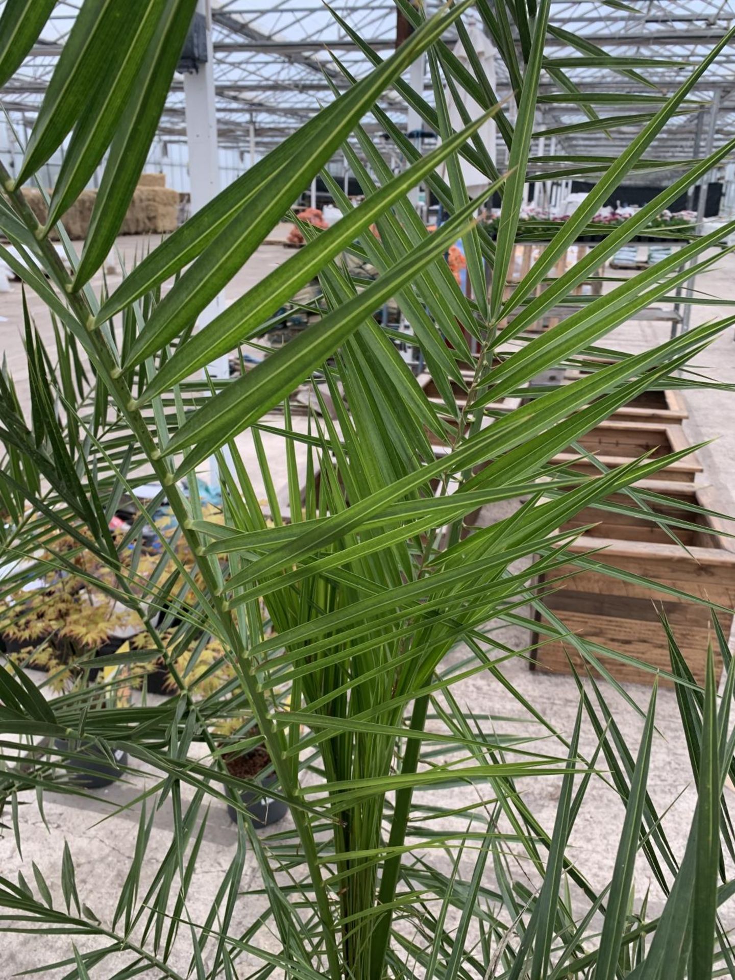 TWO LARGE DATE ( PHEONIX) PALMS - PHOENIX CANARIENSIS , 8 LTR POTS + VAT - Image 3 of 4