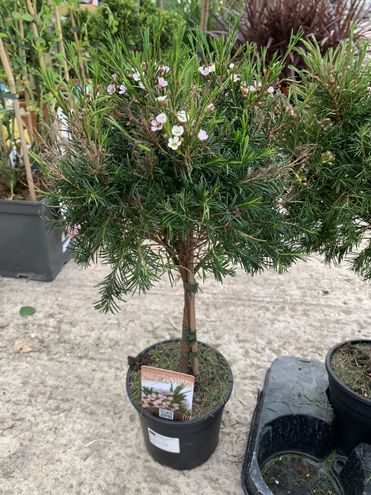 SIX STANDARD CHAMELAUCIUM WAXFLOWER SNOWFLAKE + VAT - Image 2 of 5