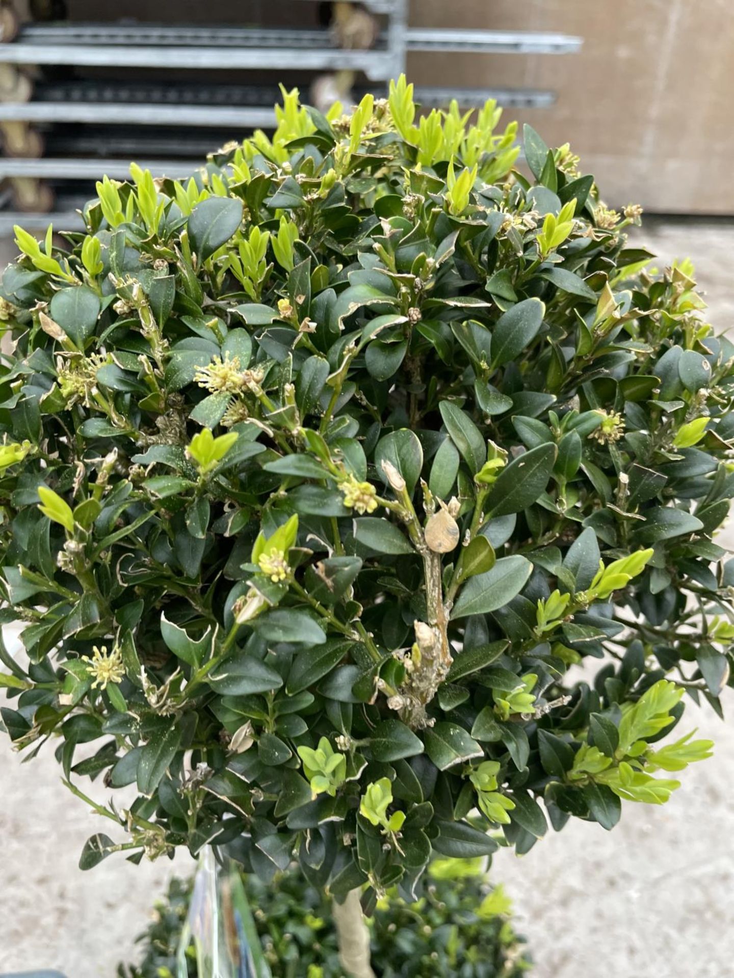 TWO DOUBLE BALL STANDARD BOX (BUXUS SEMPERVIRENS) + VAT - Image 3 of 5