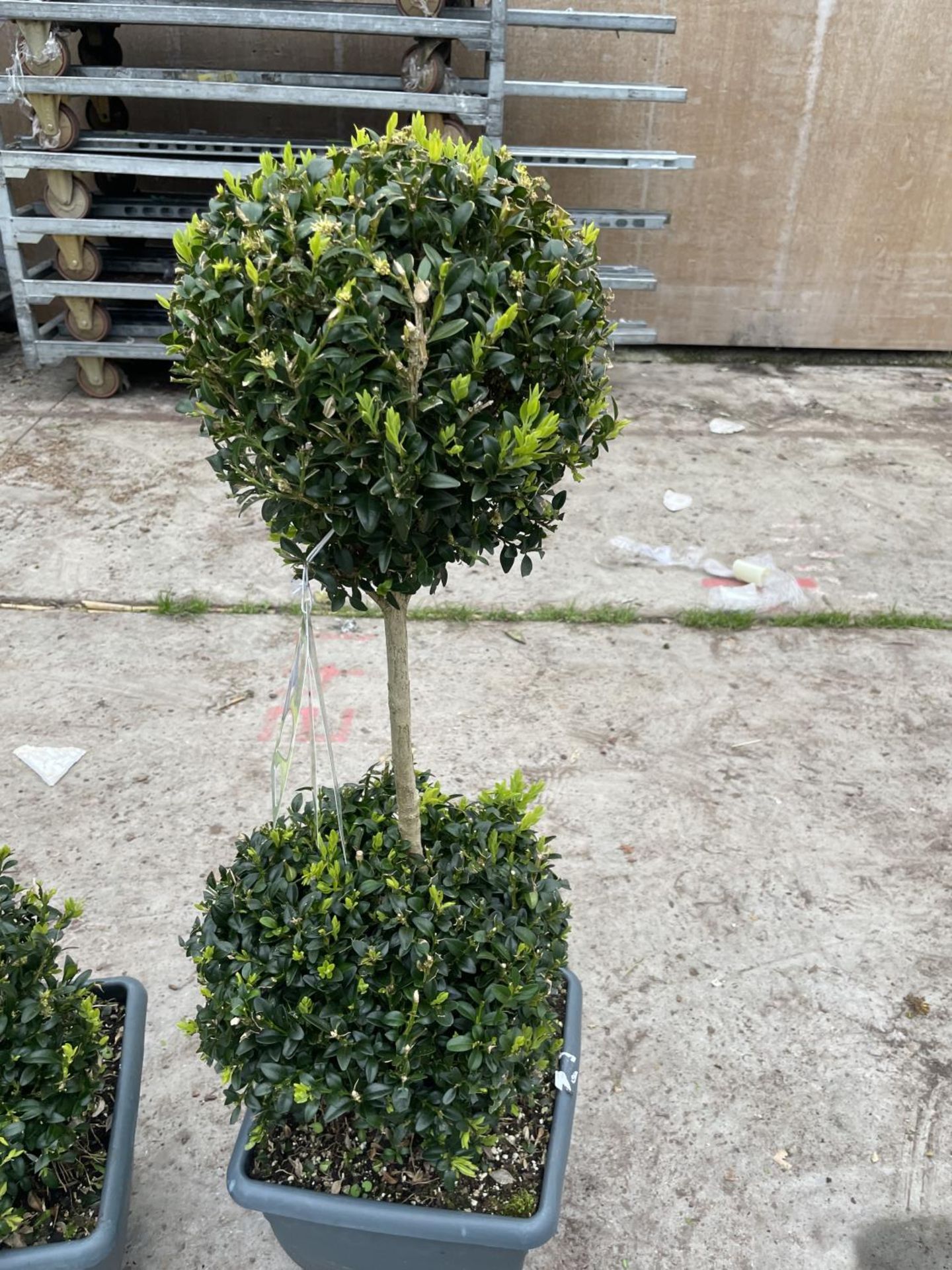 TWO DOUBLE BALL STANDARD BOX (BUXUS SEMPERVIRENS) + VAT - Image 2 of 5