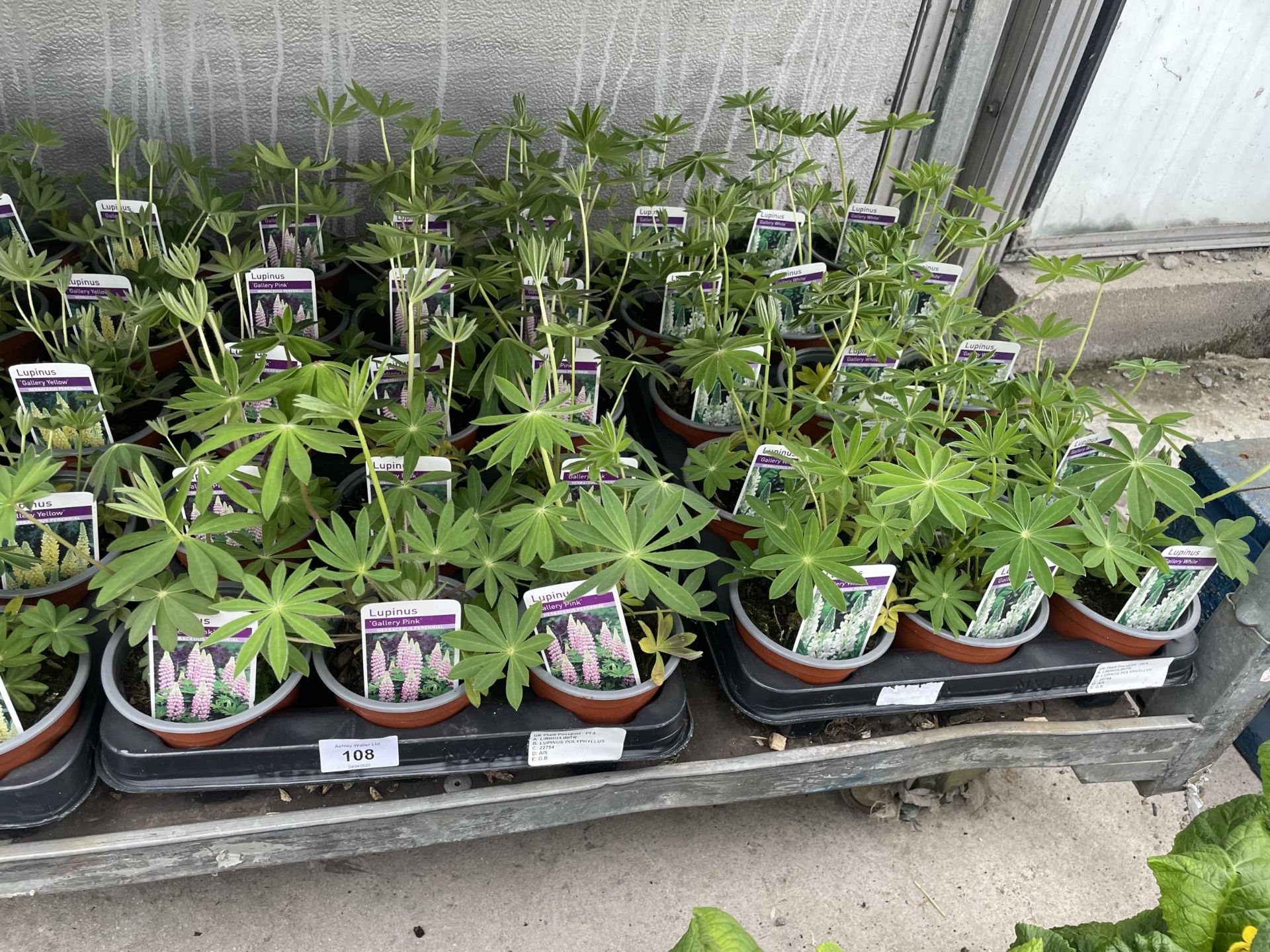 THIRTY LUPINS TO INCLUDE GALLERY PINK AND GALLERY WHITE