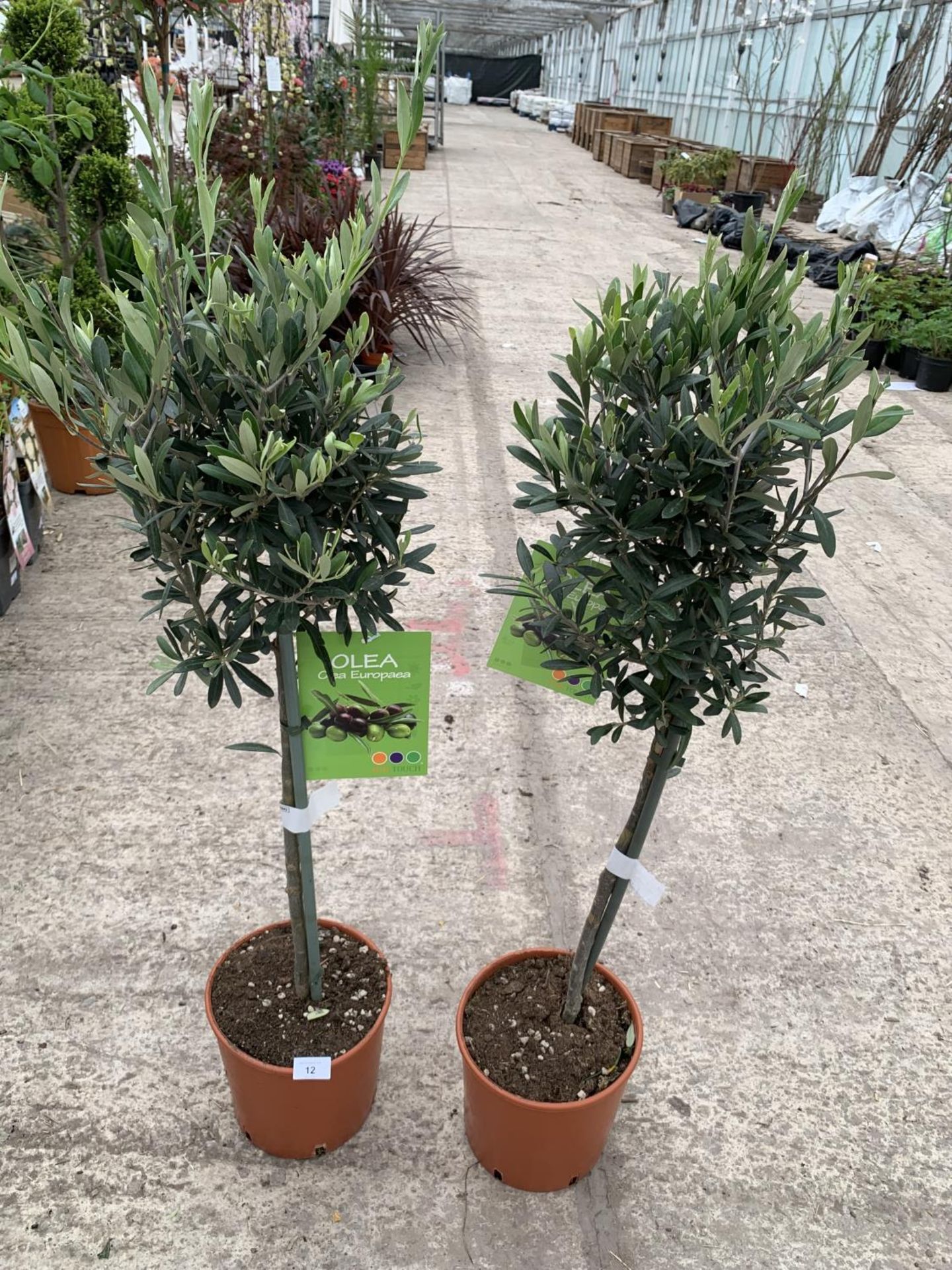 A PAIR OF STANDARD OLIVE TREES APPROXIMATELY 100CM TALL + VAT