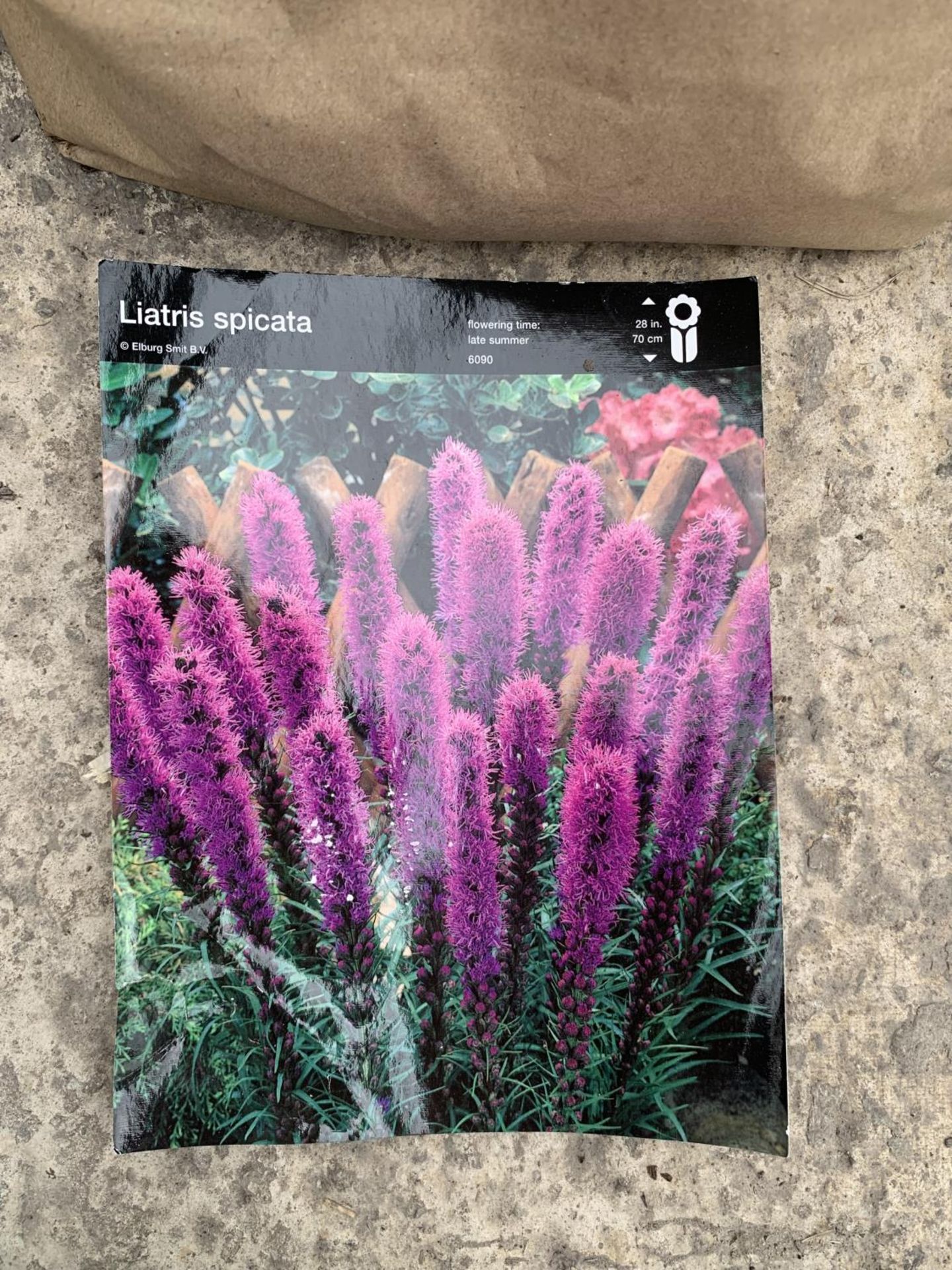 FIFTY LIATRIS SPICATA PURPLE BULBS + VAT