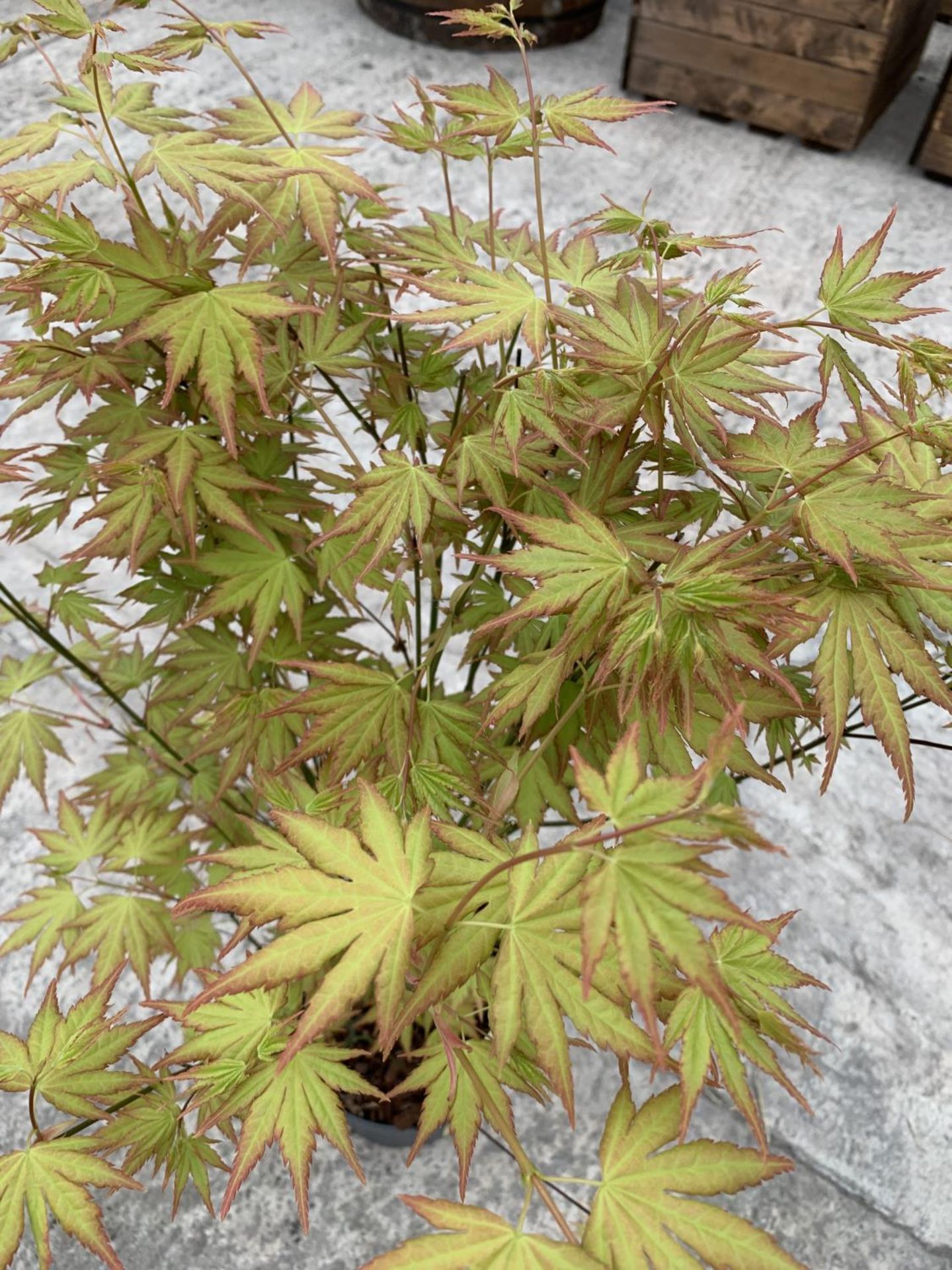 TWO ACER JAPANESE JEWELS ORANGE DREAM 3 LTR POTS + VAT - Image 2 of 5