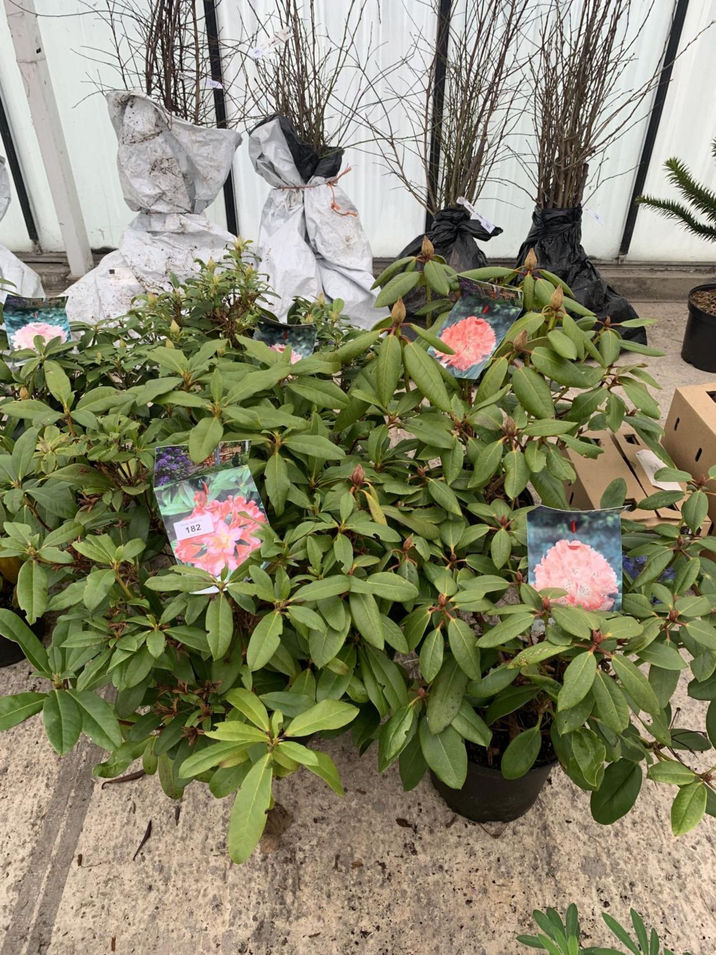 FOUR MIXED VARIETY RHODODENDRON + VAT