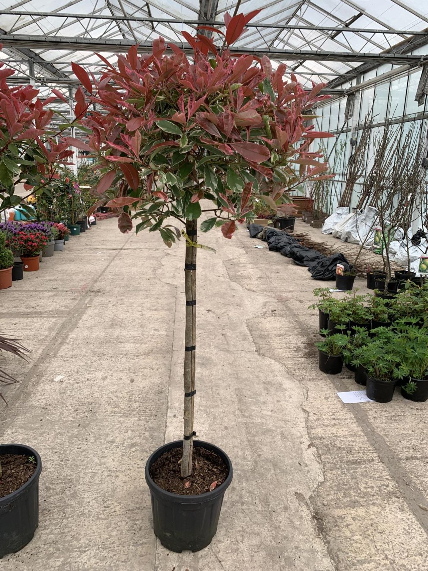 TWO STANDARD PHOTINIA PINK MARBLE TREES 15 LTR POTS + VAT - Image 3 of 4