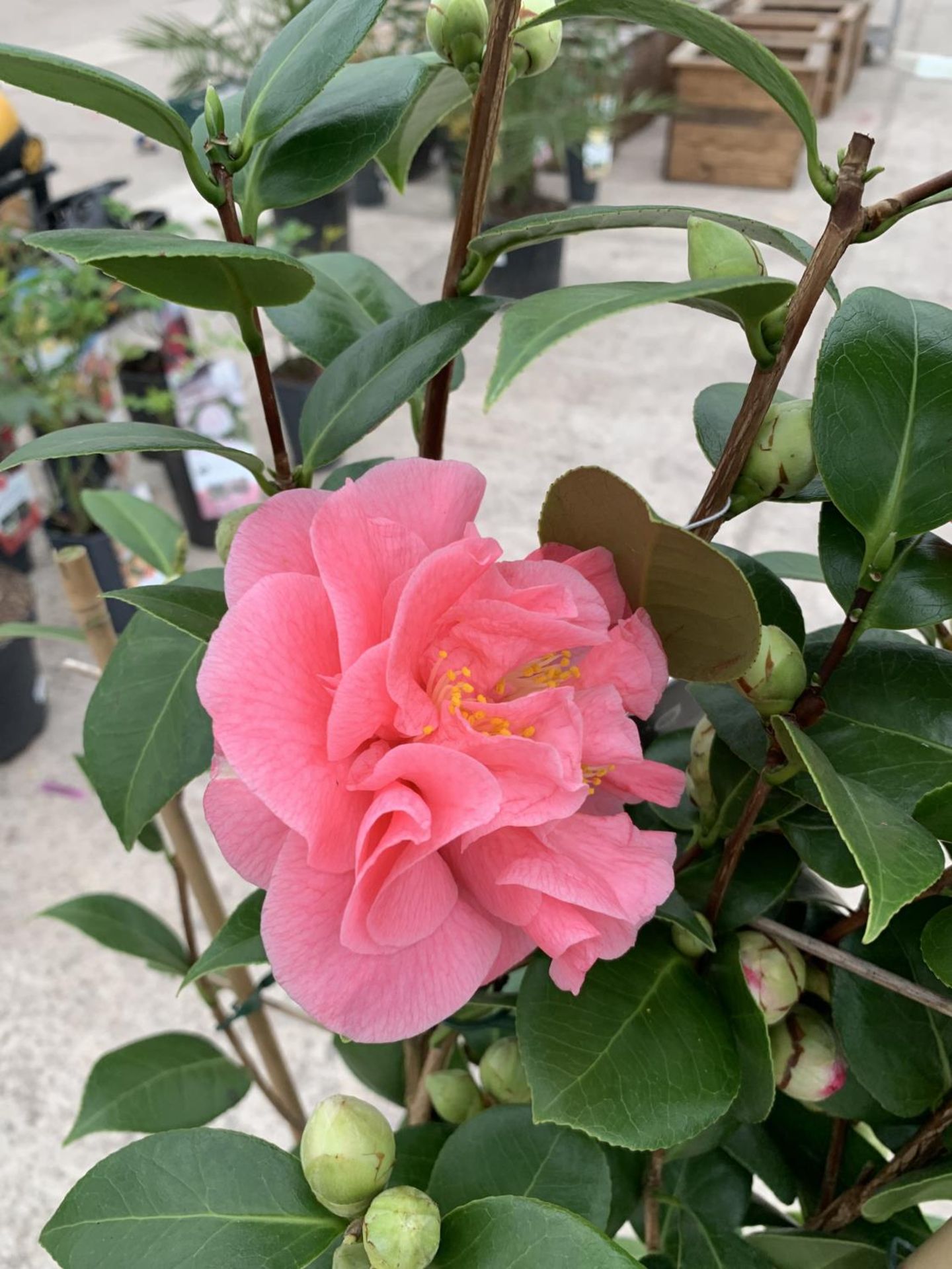 TWO FRAME TRAINED CAMELLIA "ORANDAKO" AND "SCENTSATION", 5 LTR POT + VAT - Image 2 of 6