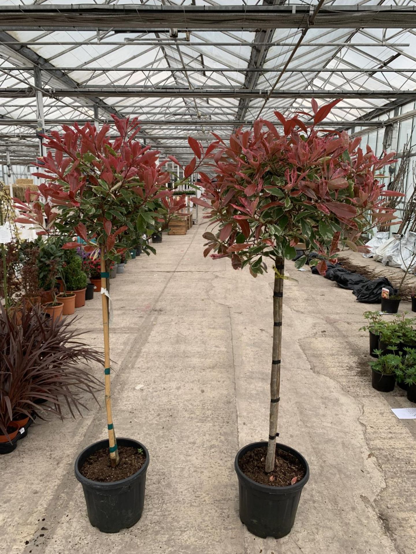 TWO STANDARD PHOTINIA PINK MARBLE TREES 15 LTR POTS + VAT