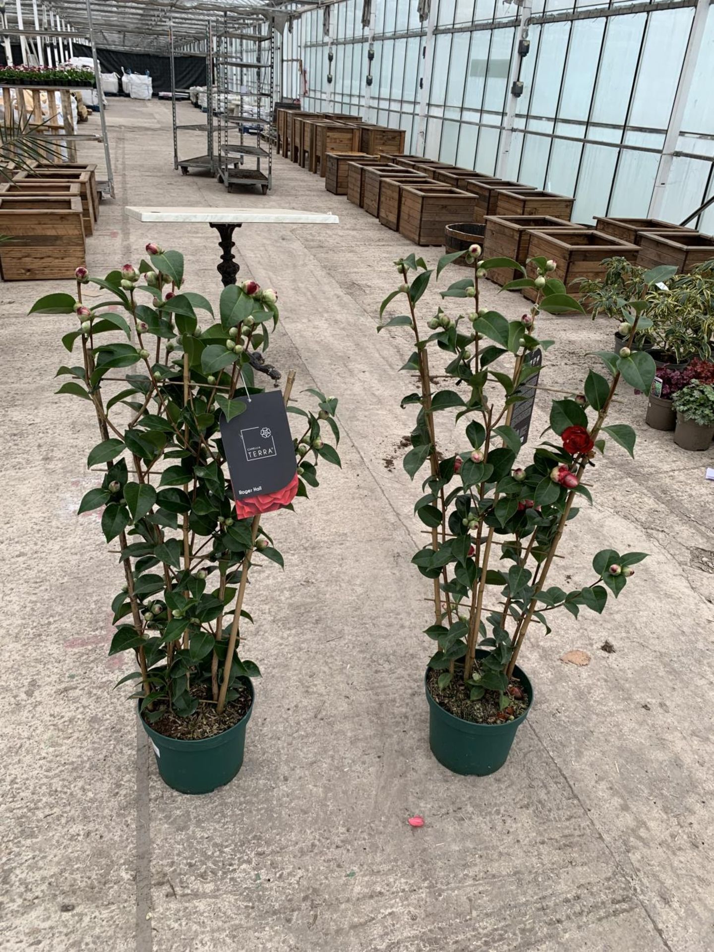 TWO FRAME TRAINED CAMELLIA "ROGER HALL" 5 LTR POTS + VAT