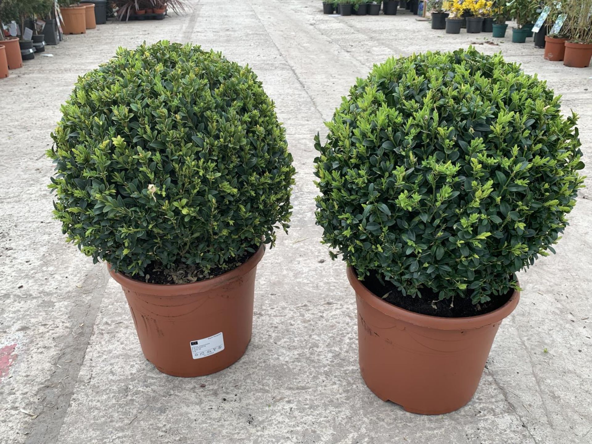 A PAIR OF LARGE BOX (BUXUS SEMPERVIRENS) BALLS + VAT