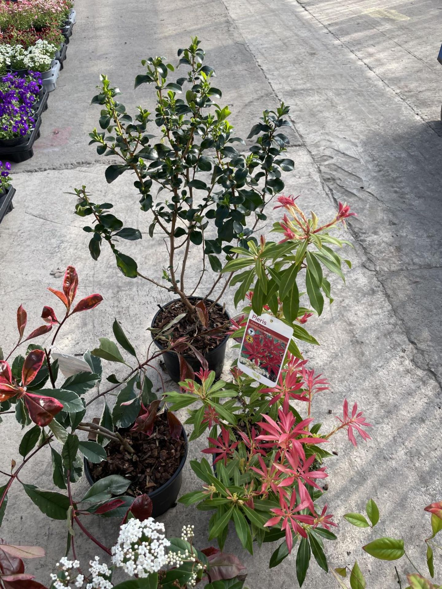 SIX VARIOUS SHRUBS TO INCLUDE PIERIS, PHOTINIA, VIBERNUM ETC + VAT - Image 4 of 4