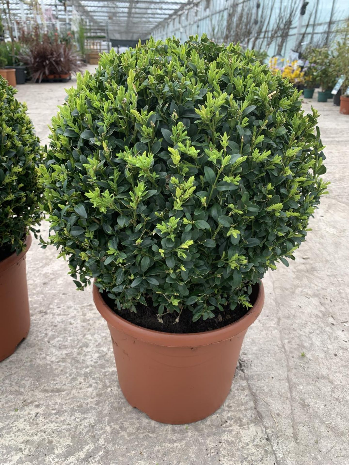 A PAIR OF LARGE BOX (BUXUS SEMPERVIRENS) BALLS + VAT - Image 2 of 3