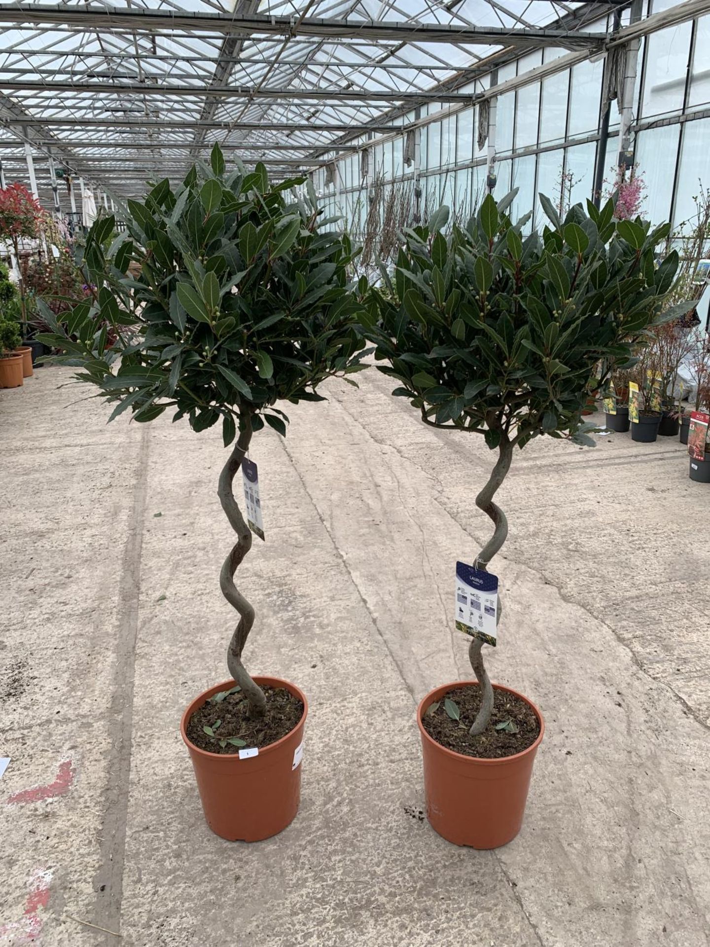 A PAIR OF TWISTED STANDARD BAY (LAURUS NOBILIS) TREES WITH TWISTED STEMS HEIGHT APPROXIMATELY