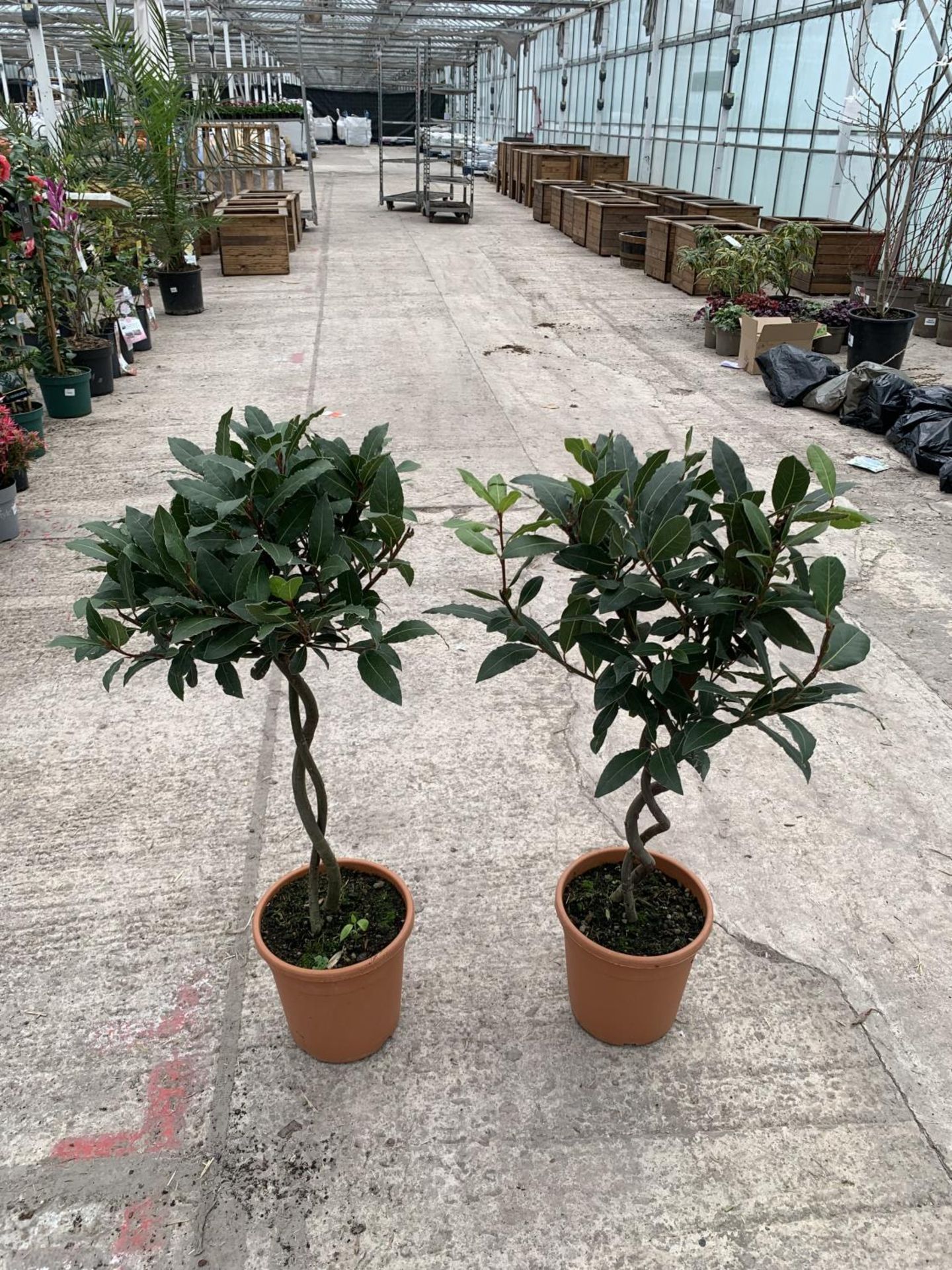 TWO STANDARD BAY (LAURUS) WITH DOUBLE SPIRAL STEMS + VAT
