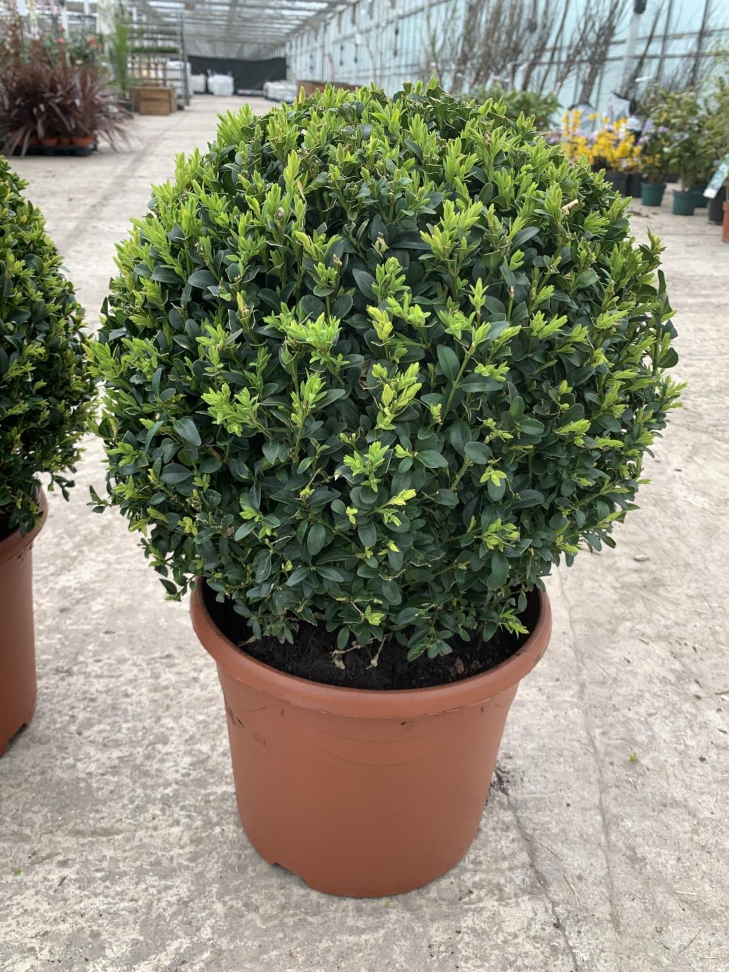 A PAIR OF LARGE BOX (BUXUS SEMPERVIRENS) BALLS + VAT - Image 2 of 3