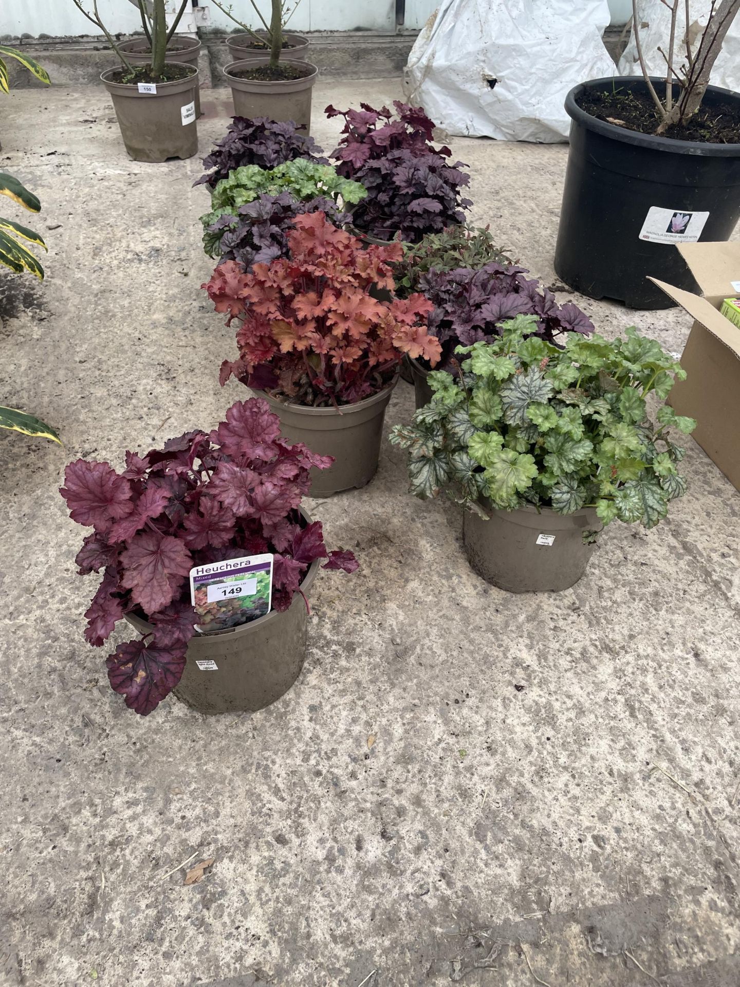 TEN MIXED HEUCHERA + VAT