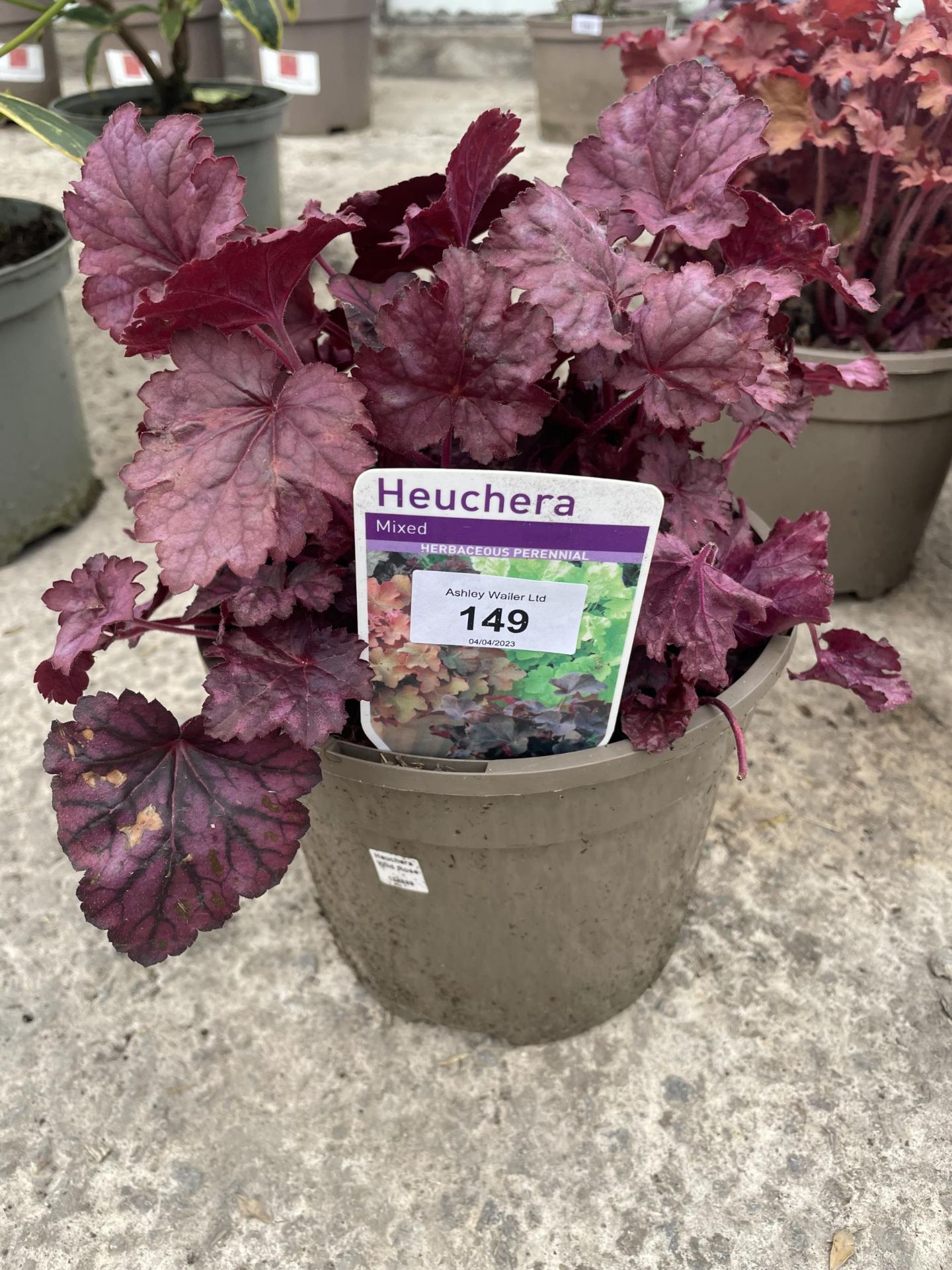 TEN MIXED HEUCHERA + VAT - Image 2 of 2