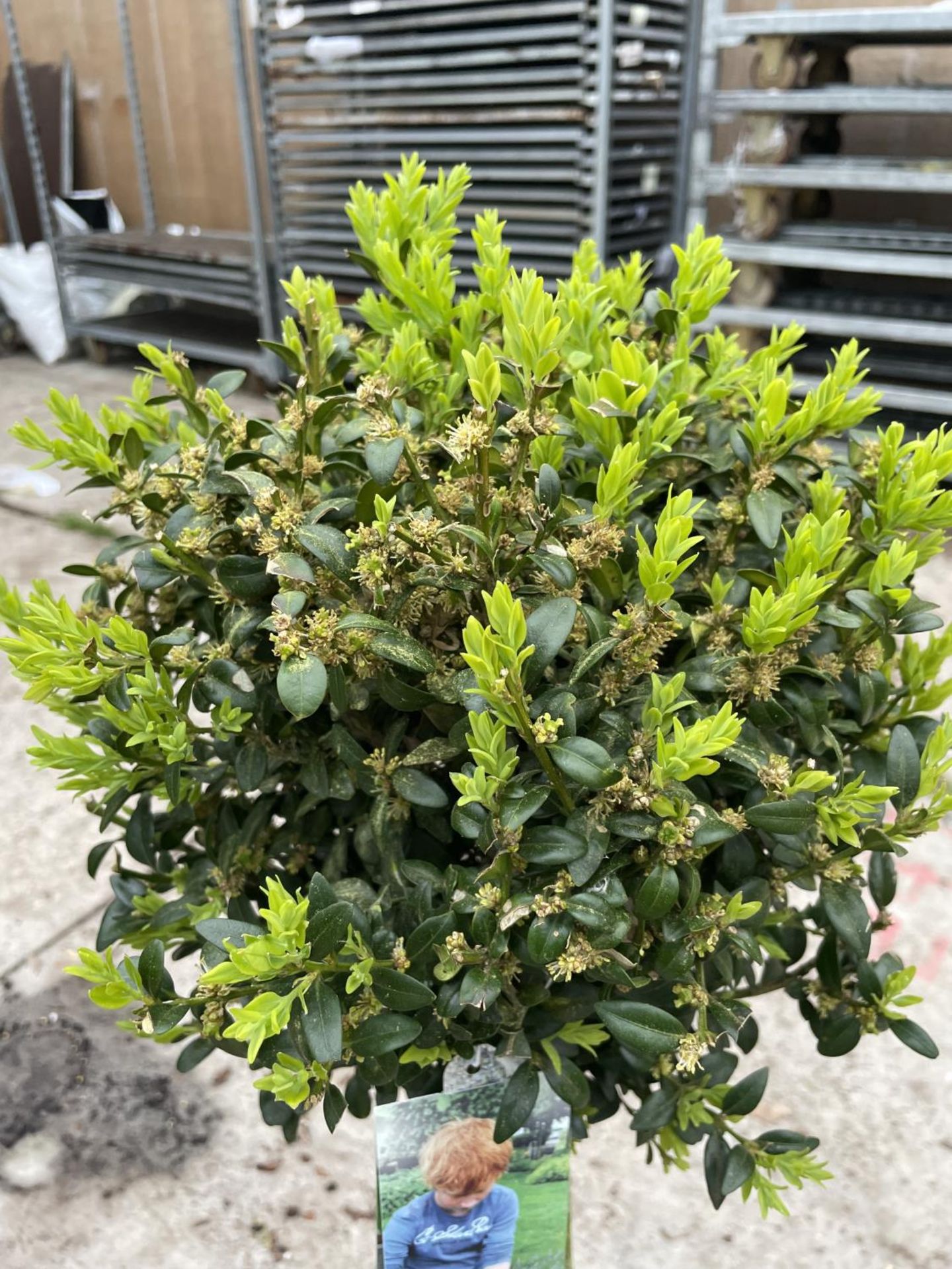 TWO STANDARD BOX (BUXUS SEMPERVIRENS) + VAT - Image 2 of 4
