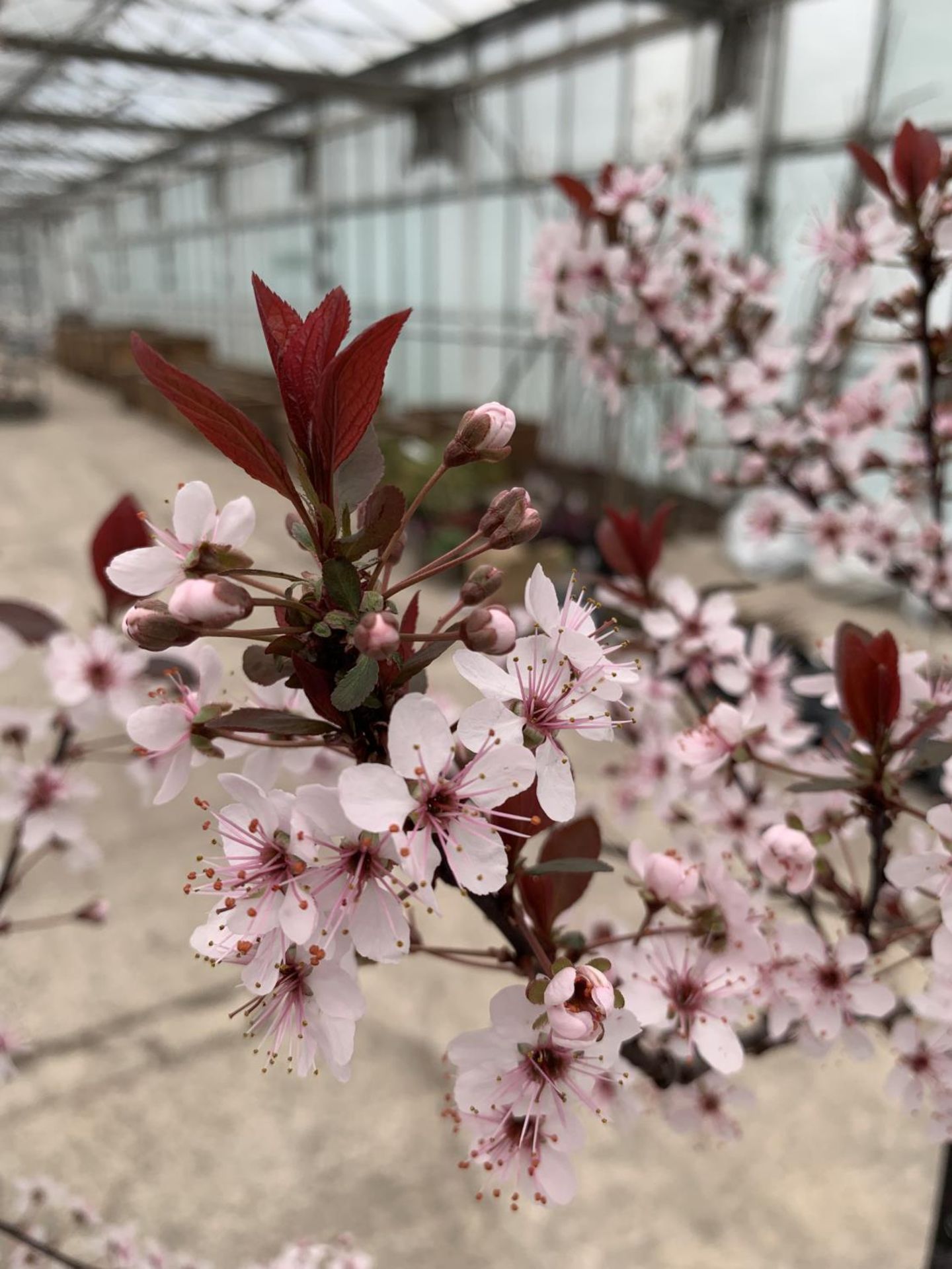 TWO FLOWERING PURPLE LEAF SAND CHERRY - PRUNUS XCISTENA, C-5 POT + VAT - Image 3 of 5