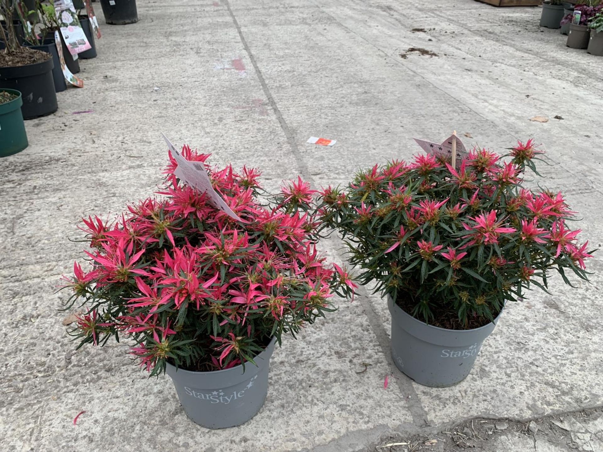 TWO AZALEA STAR STYLE PINK 3 LTR POTS + VAT