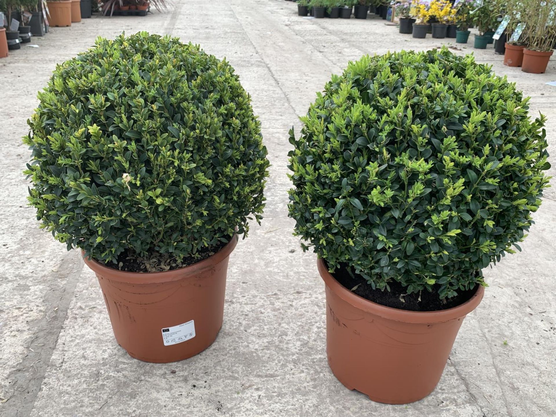 A PAIR OF LARGE BOX (BUXUS SEMPERVIRENS) BALLS +VAT