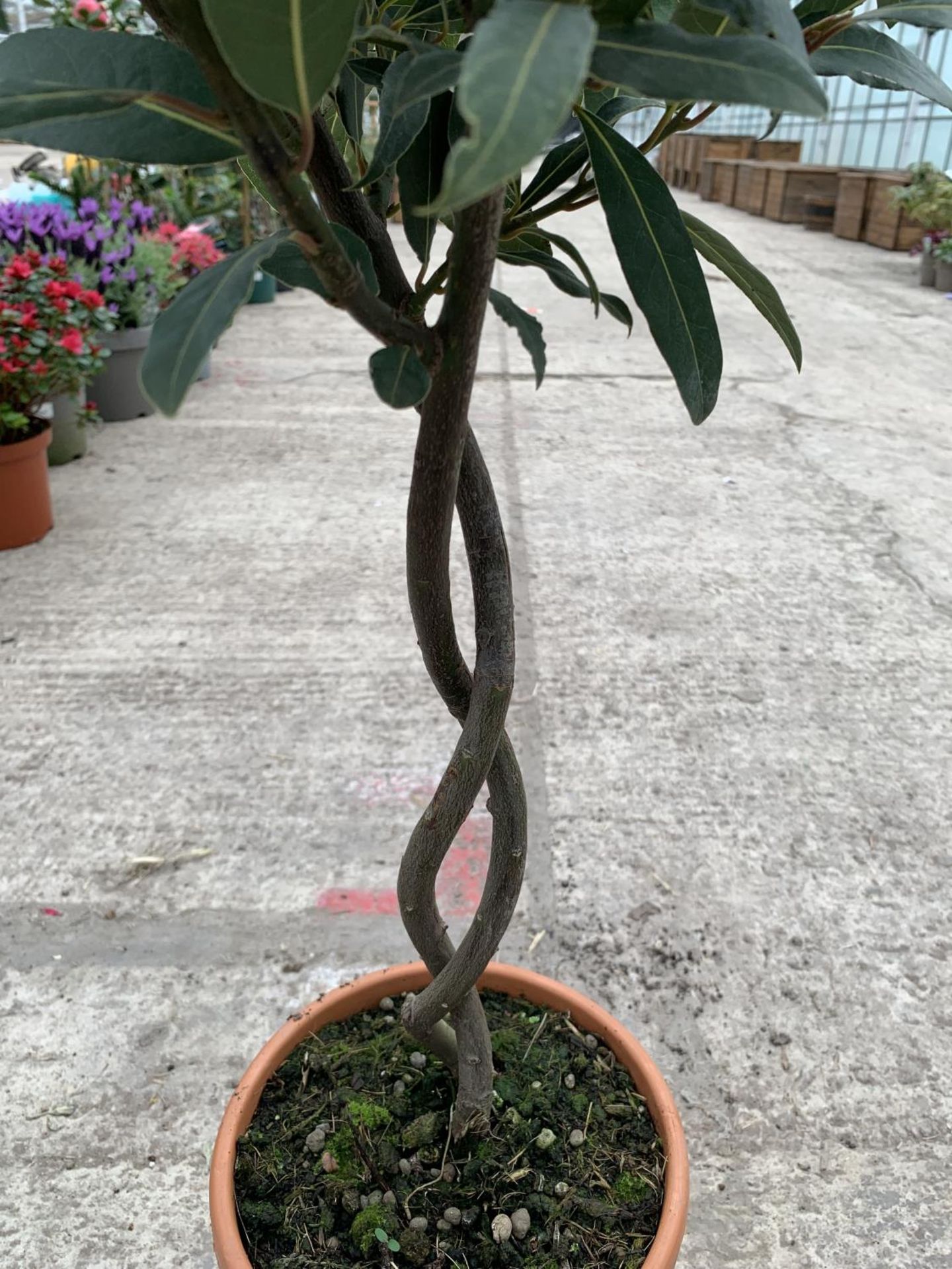 TWO STANDARD BAY (LAURUS) WITH DOUBLE SPIRAL STEMS + VAT - Image 3 of 3