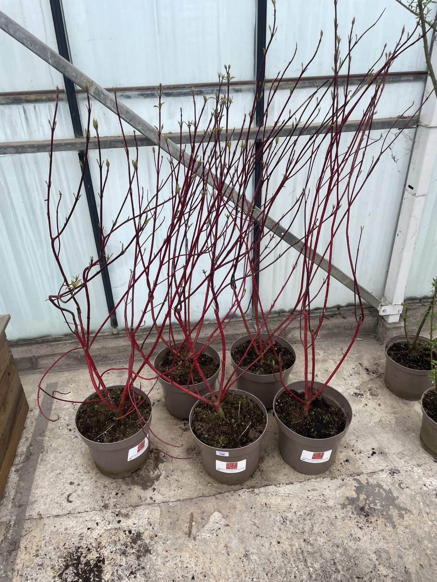 FIVE RED CORNUS + VAT