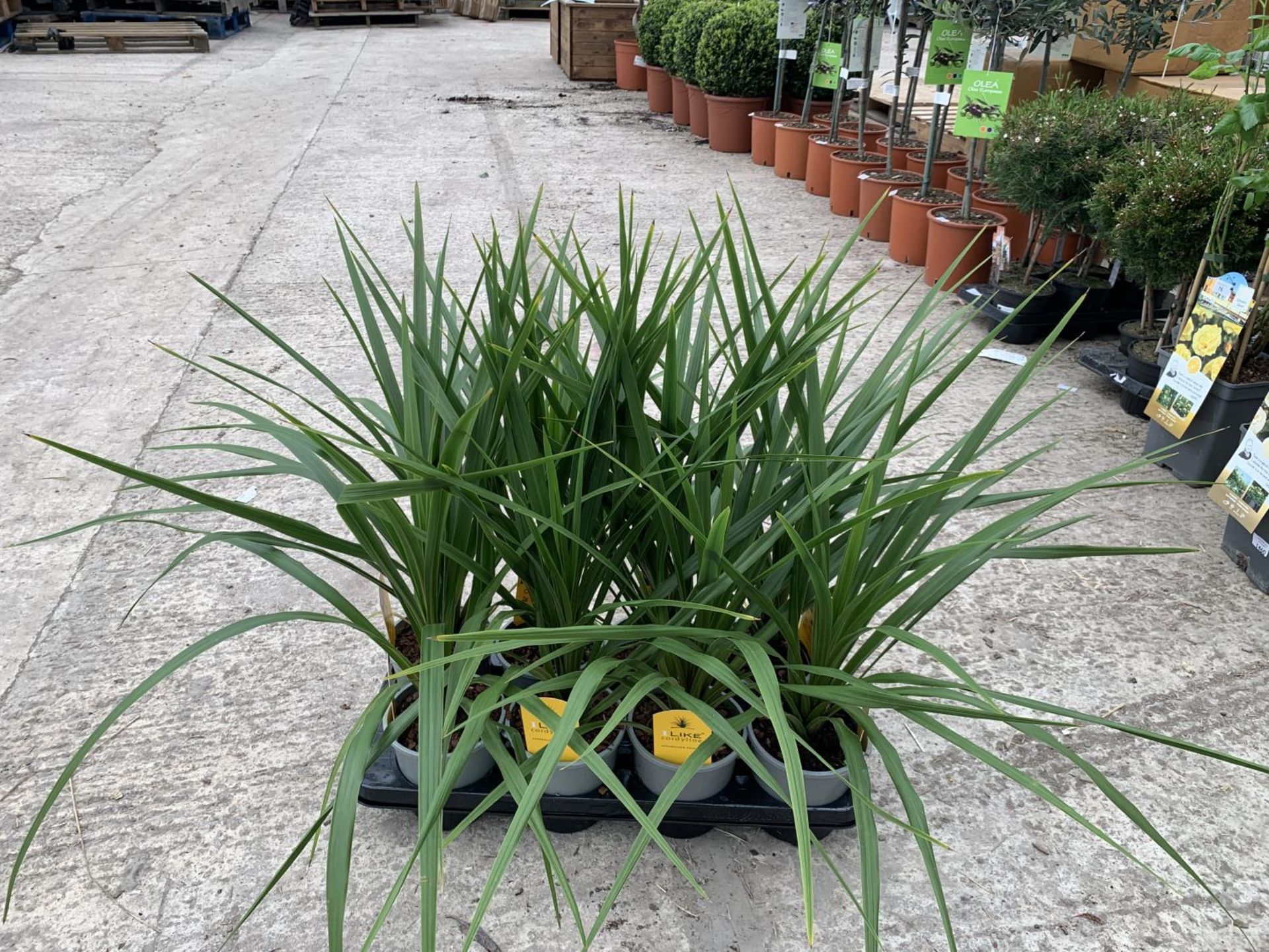 EIGHT CORDYLINE PEKO + VAT