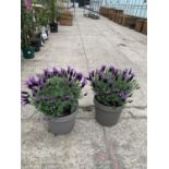 TWO FRENCH LAVENDER (LAVANDULA STOECHAS) 7 LTR POTS + VAT